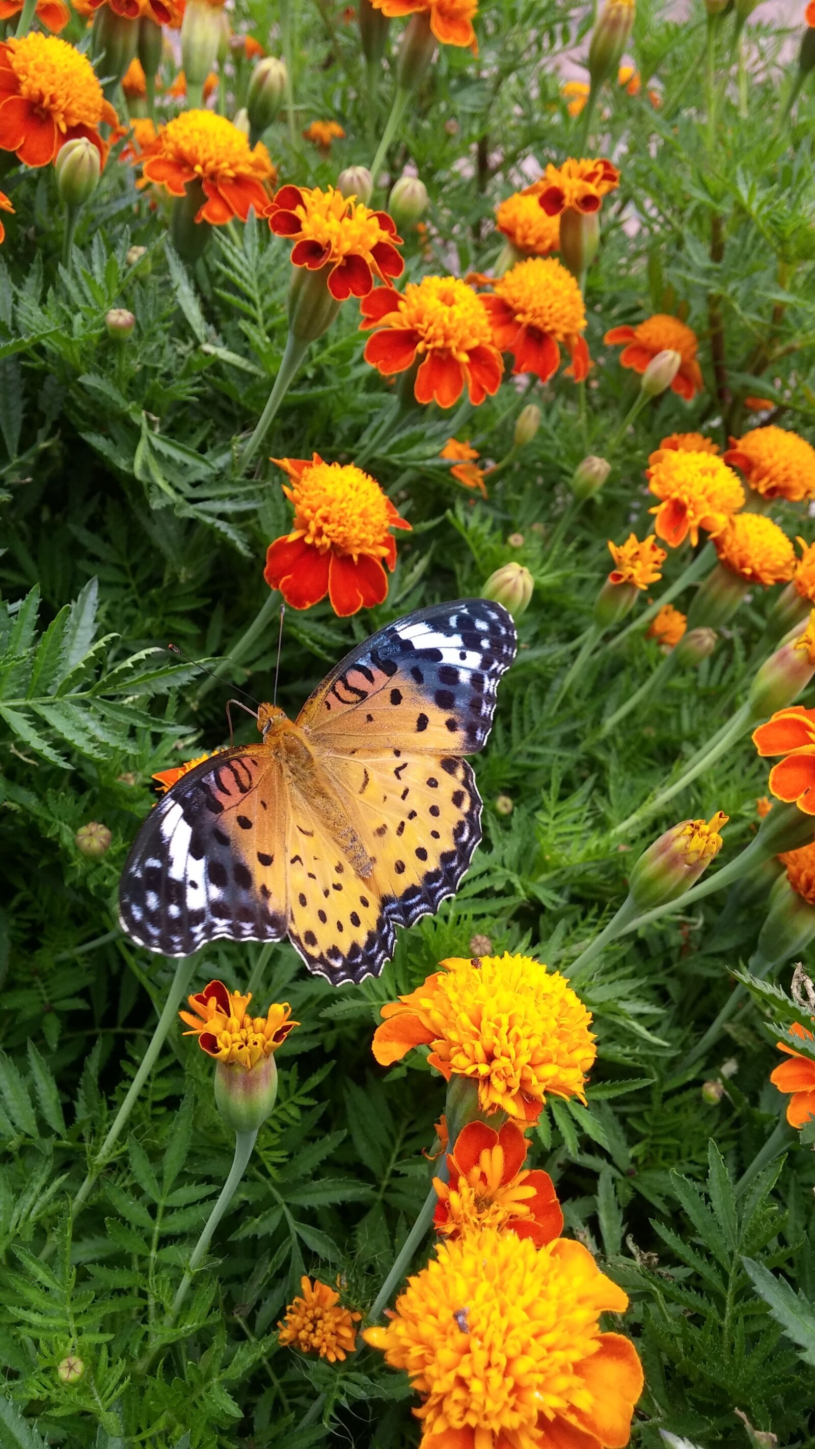 LG G3 sample photo. Butterfly, flowers, nature photography