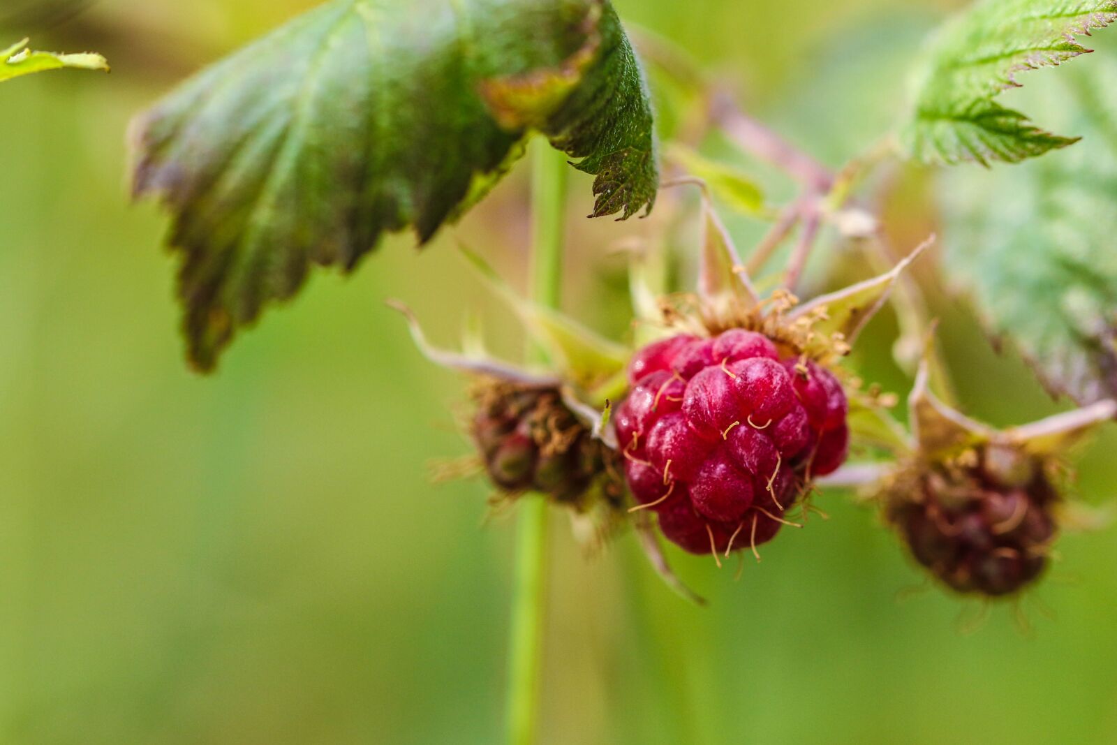 Canon EOS 7D Mark II sample photo. Wild berry, berry, nature photography