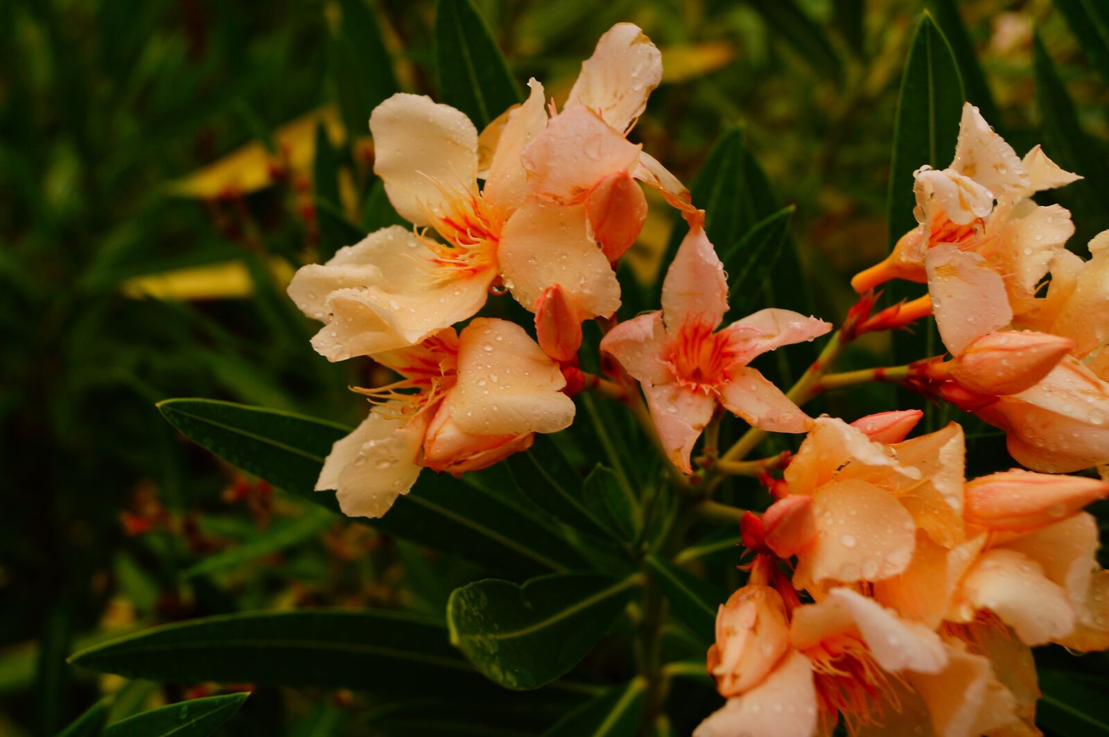 Sony SLT-A37 sample photo. Flower, nature, plant photography