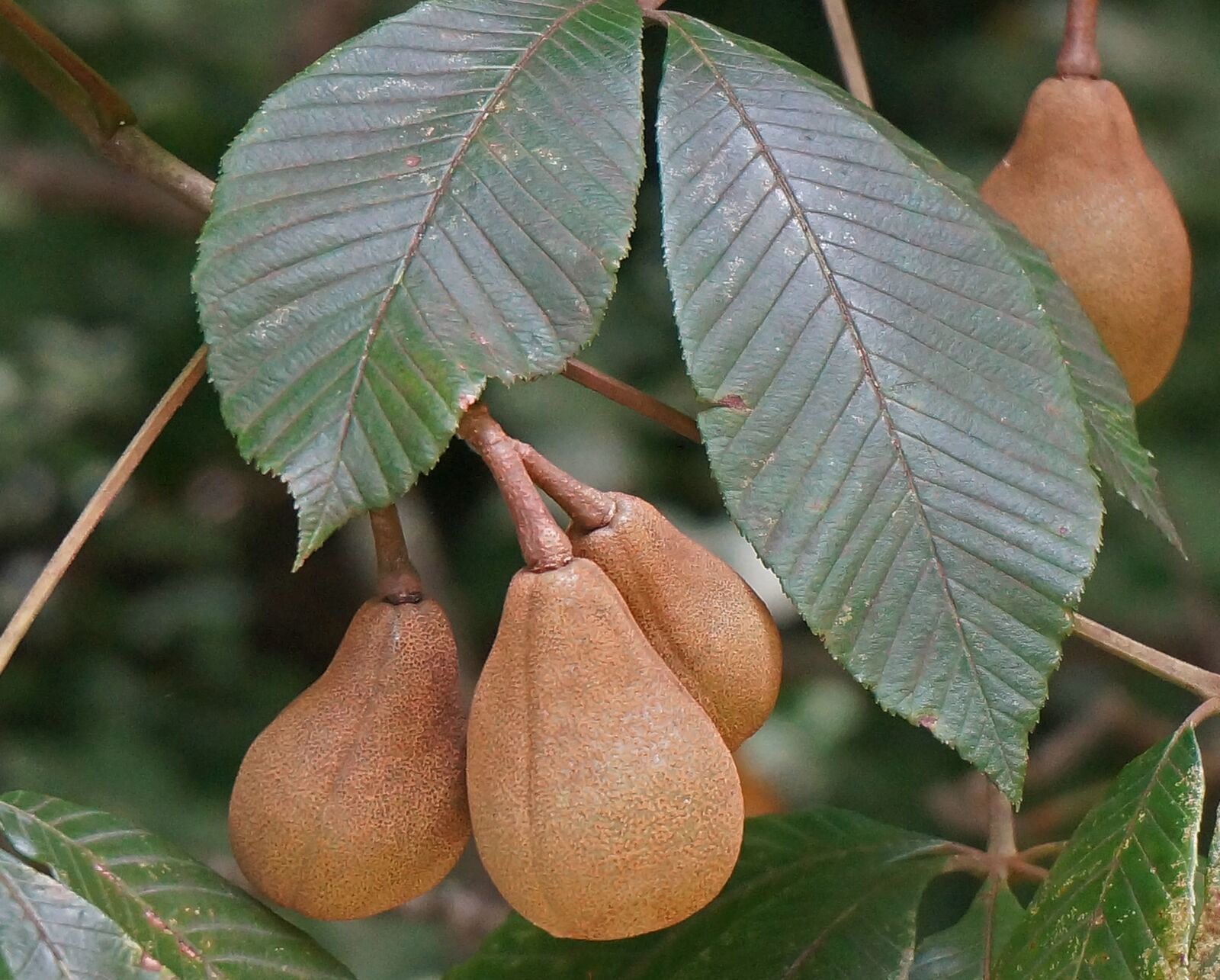 Sony Alpha NEX-5T sample photo. Japanese horse chestnut pods photography