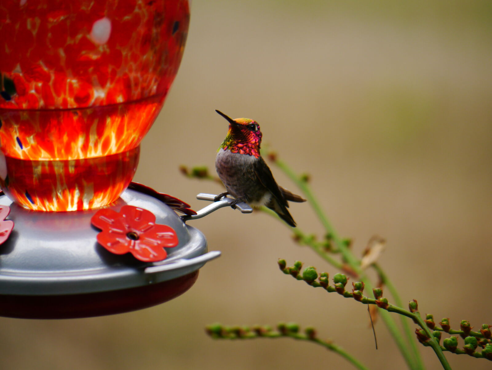 Panasonic Lumix G Vario 100-300mm F4-5.6 OIS sample photo