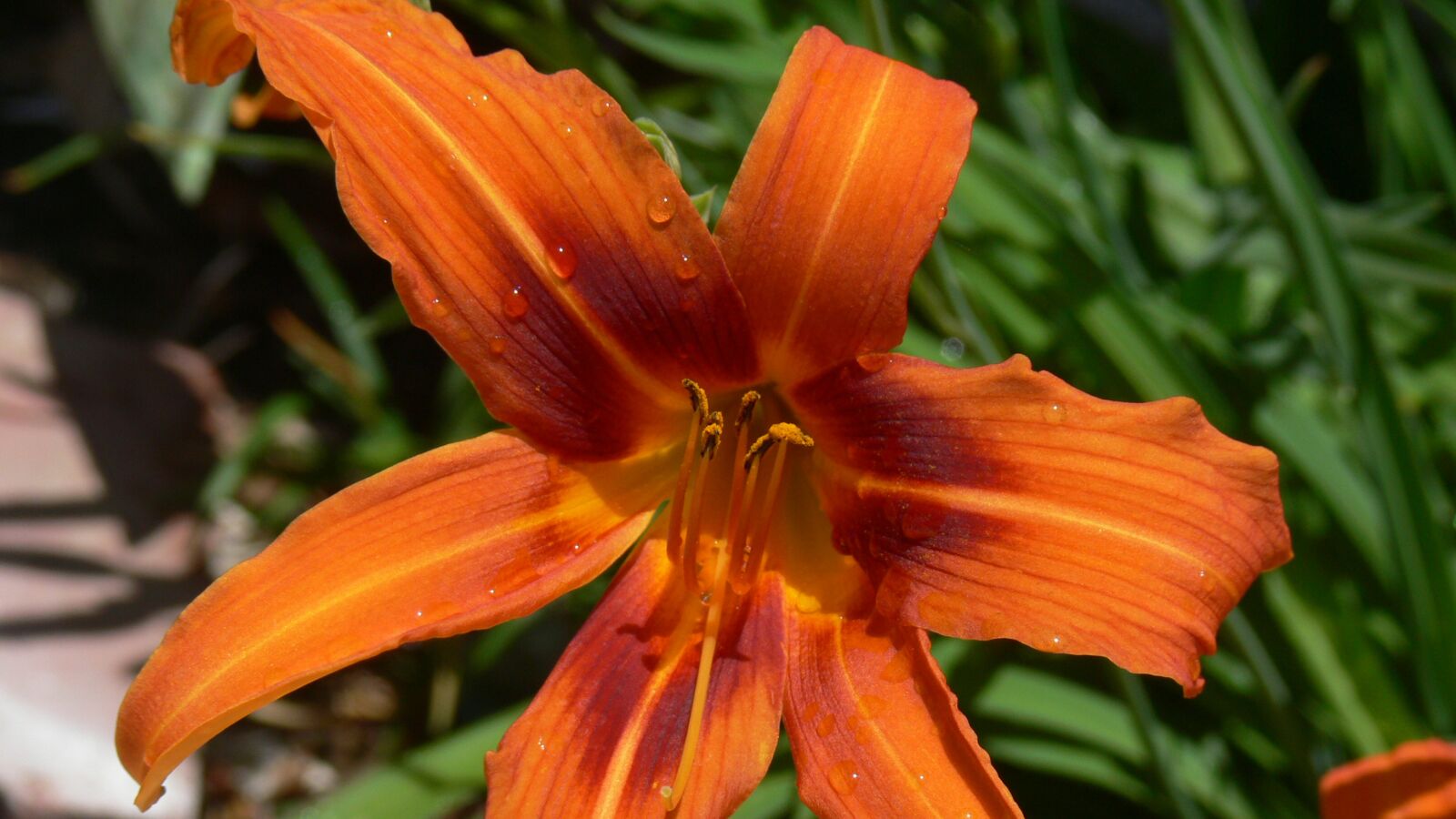 Panasonic DMC-FZ30 sample photo. Lily, daylily, orange photography