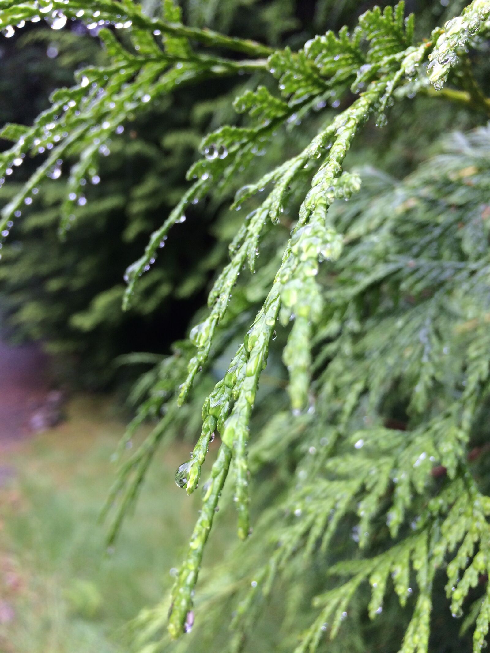 iPhone 5s back camera 4.15mm f/2.2 sample photo. Green, forest, rain photography
