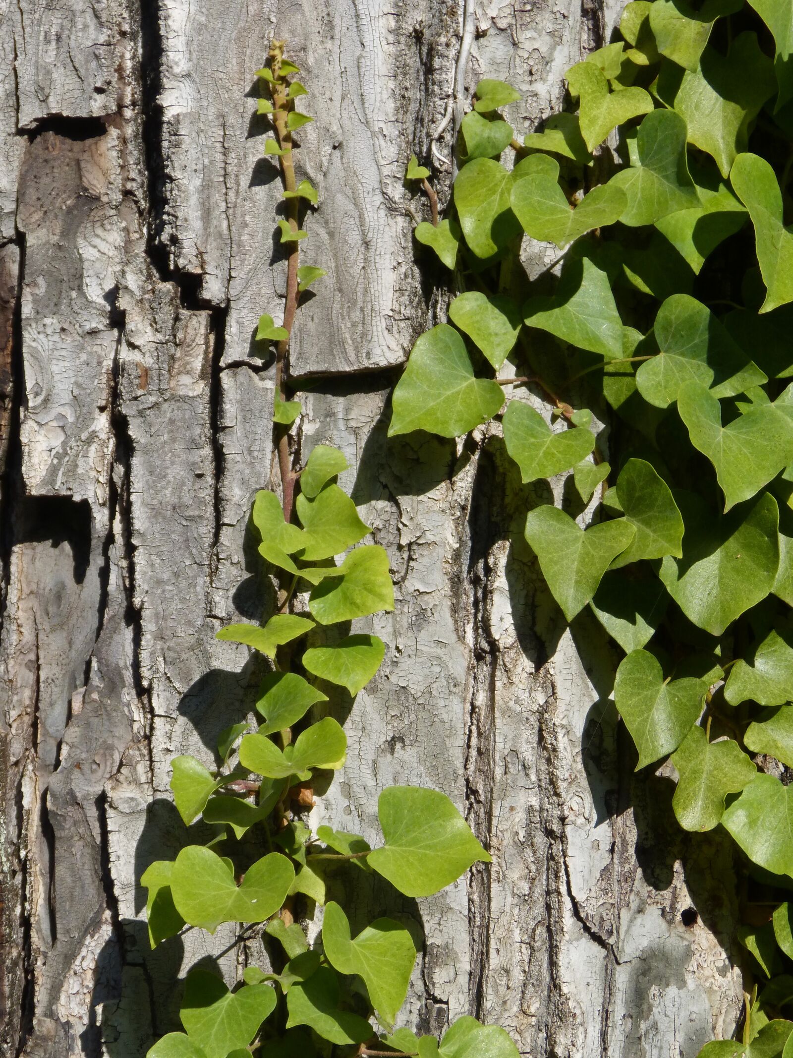 Panasonic DMC-FZ62 sample photo. Bark, tree, ivy photography