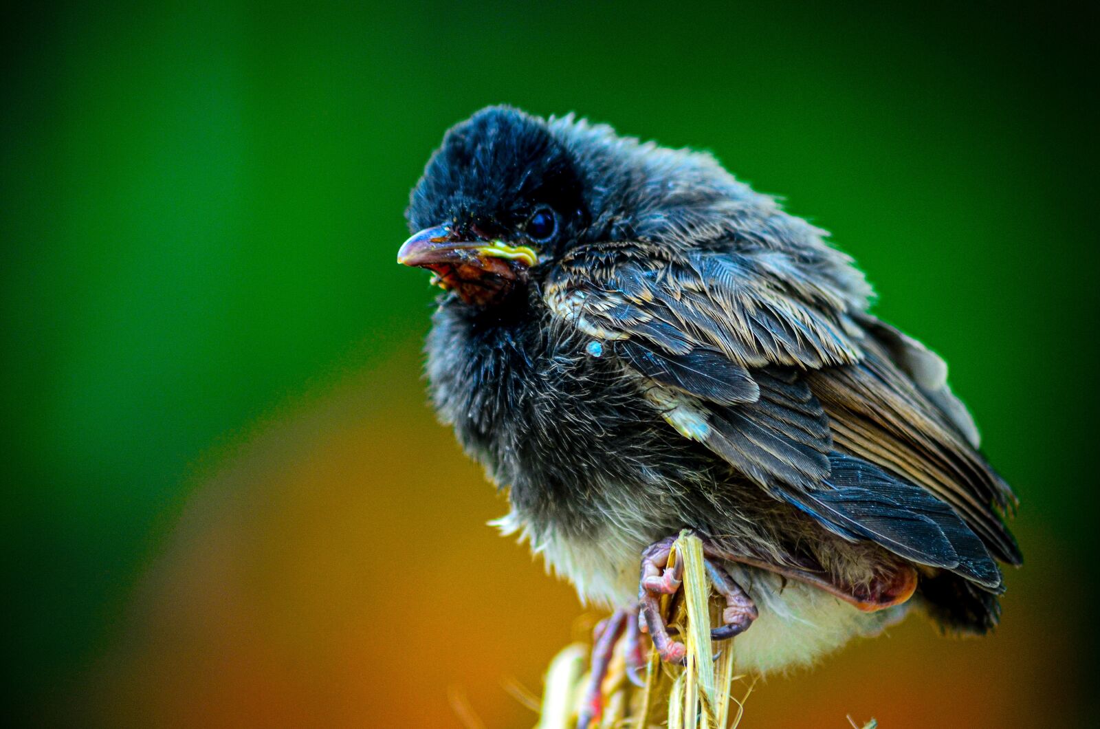 Nikon D5100 sample photo. Bulbul, bird, animal photography
