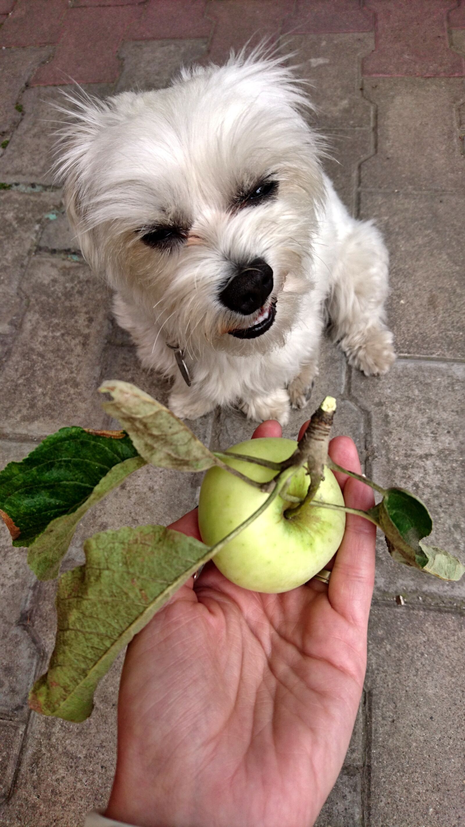 Sony Xperia Z5 sample photo. Dog, diet, vegetarian food photography