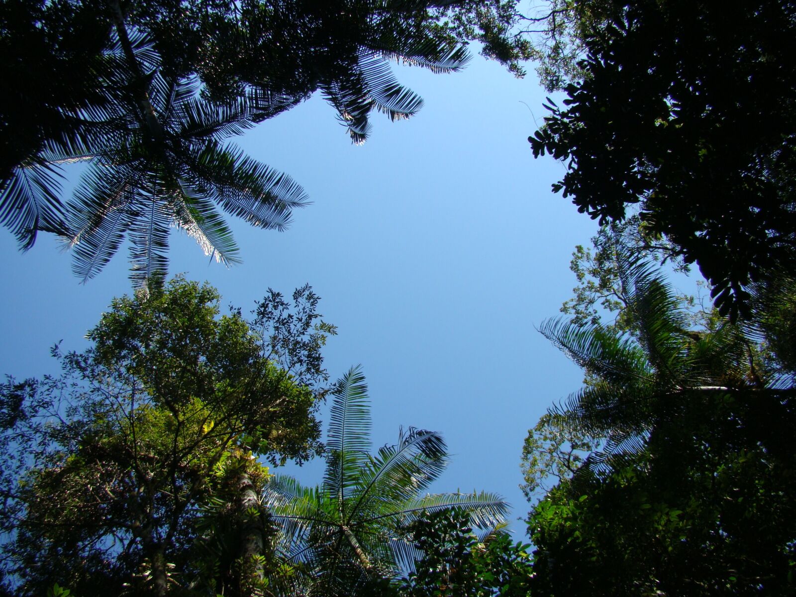 Sony DSC-H7 sample photo. Nature, leaves, forest photography