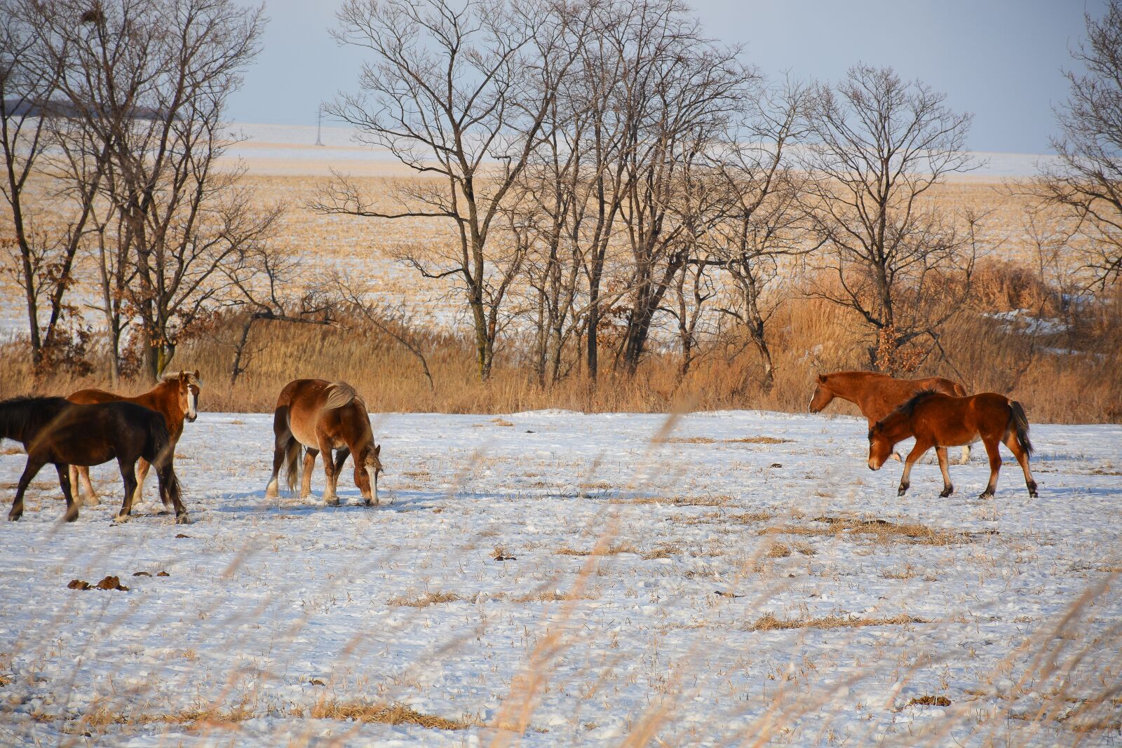 Nikon D7100 sample photo. Wild horses, horses, field photography