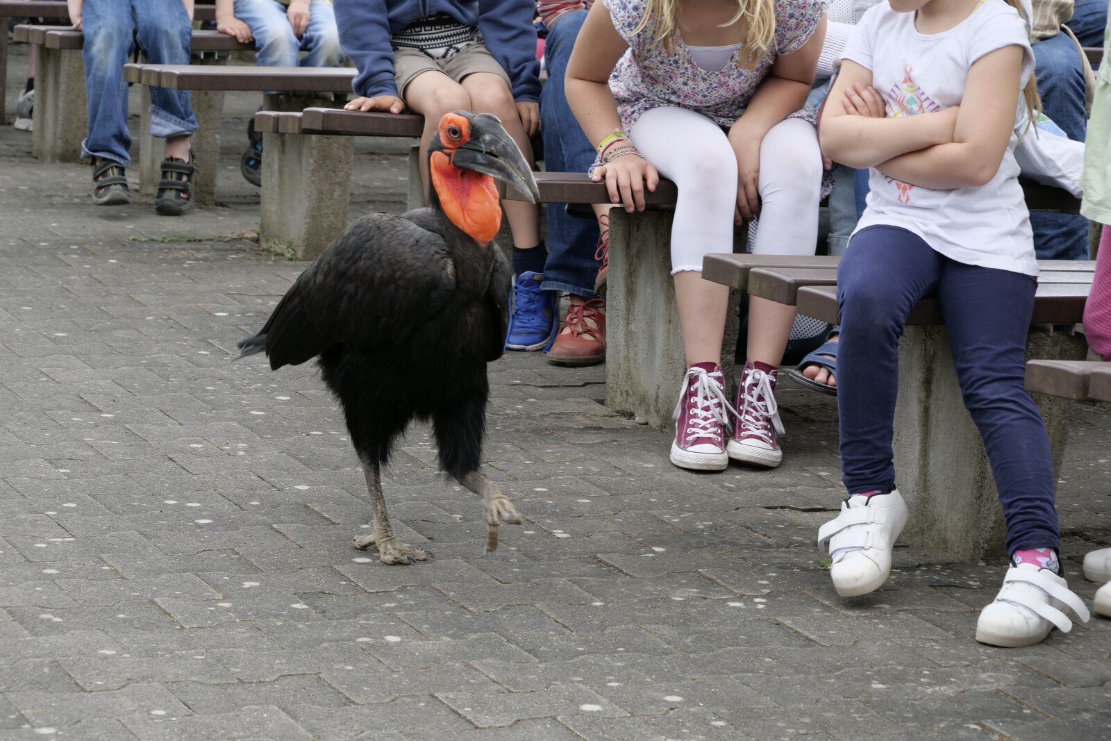 Panasonic Lumix DC-G9 sample photo. Ground-hornbill, animal, bird photography