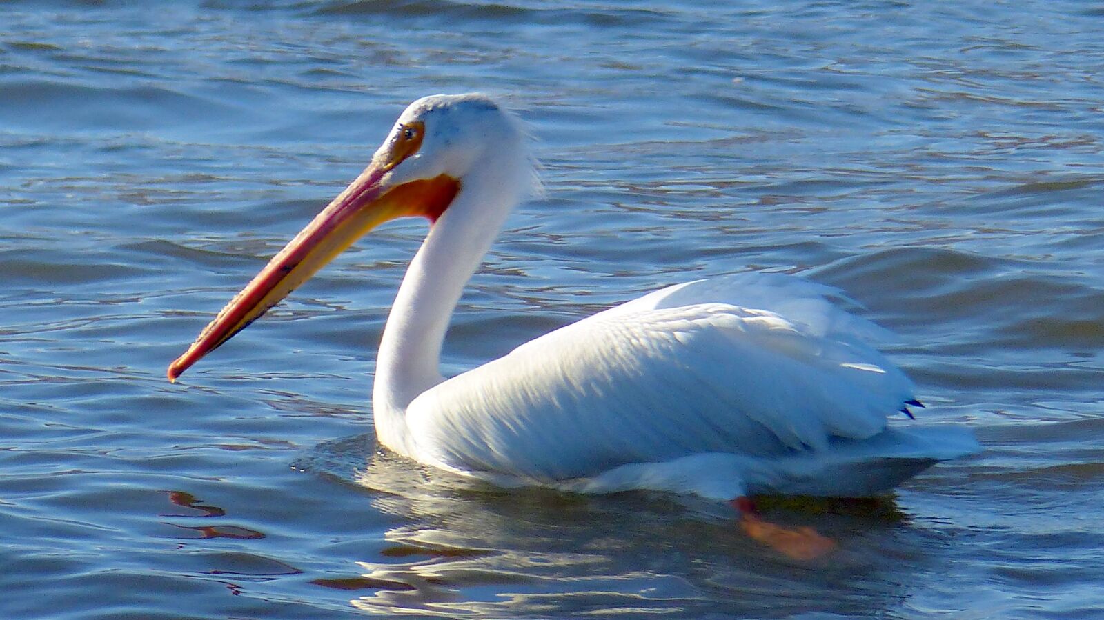 Panasonic Lumix DMC-FZ200 sample photo. Animal, bird, pelican photography