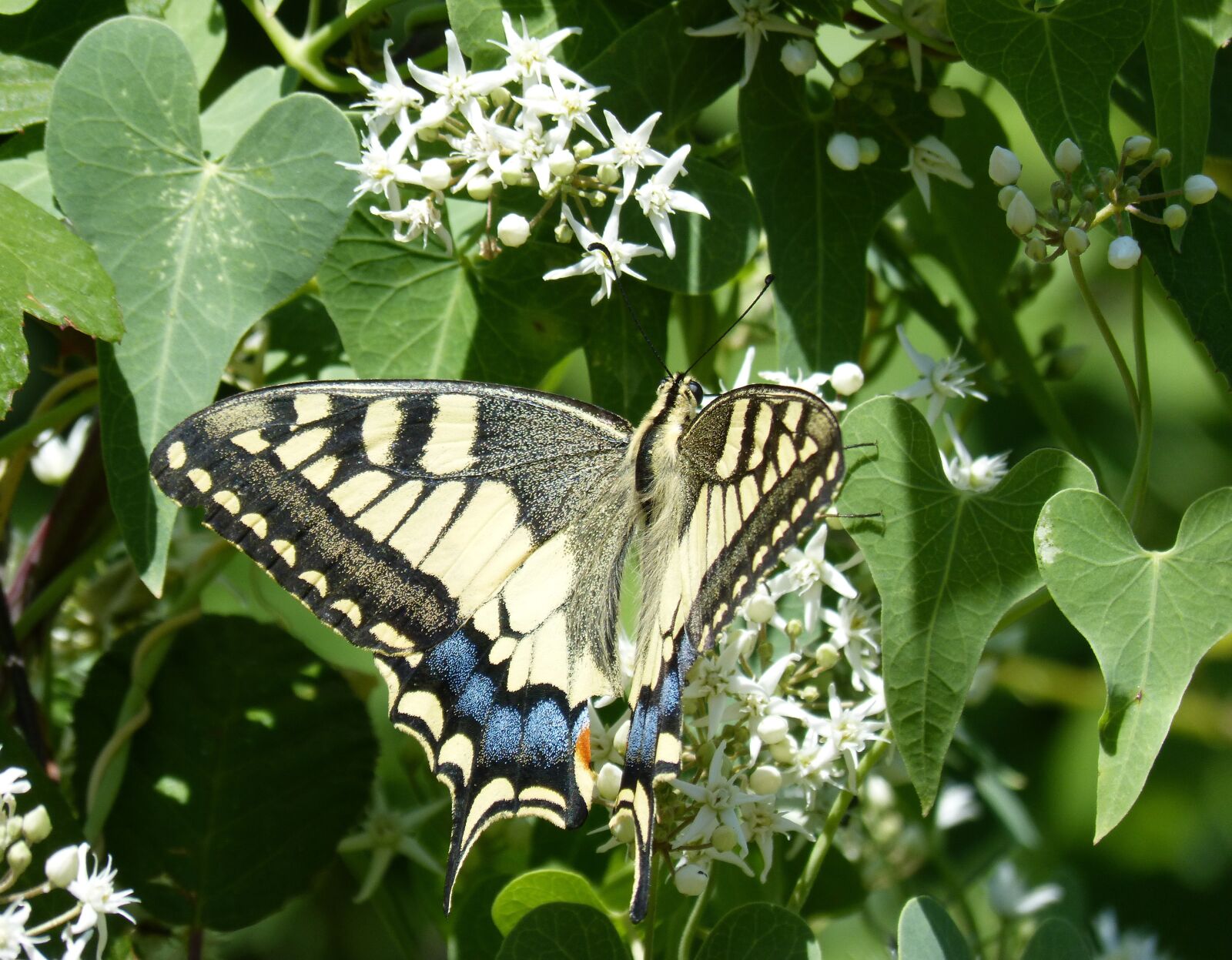 Panasonic DMC-FZ62 sample photo. Butterfly, libar, machaon photography
