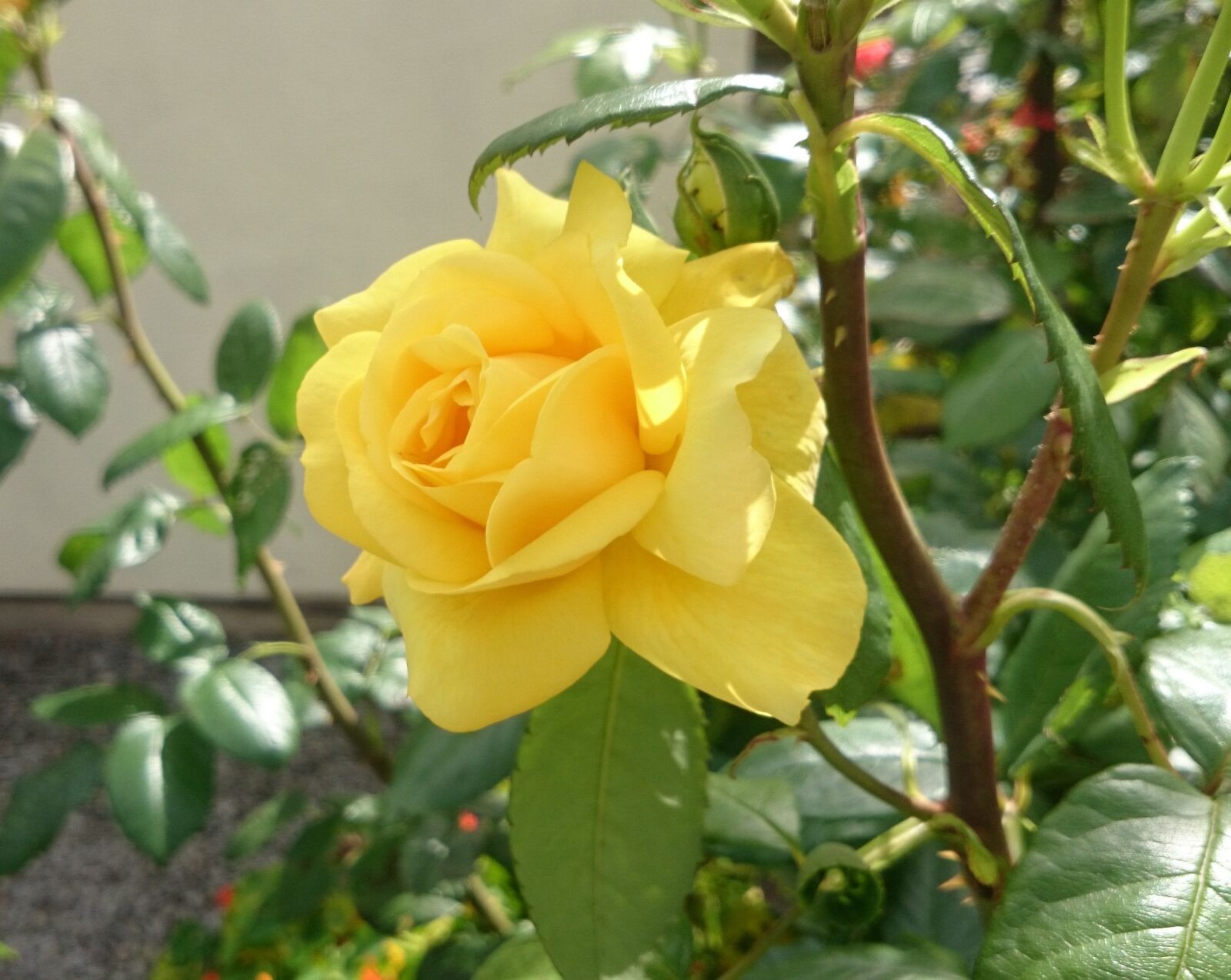 Sony Xperia Z1 Compact sample photo. Flower, rose, floral photography