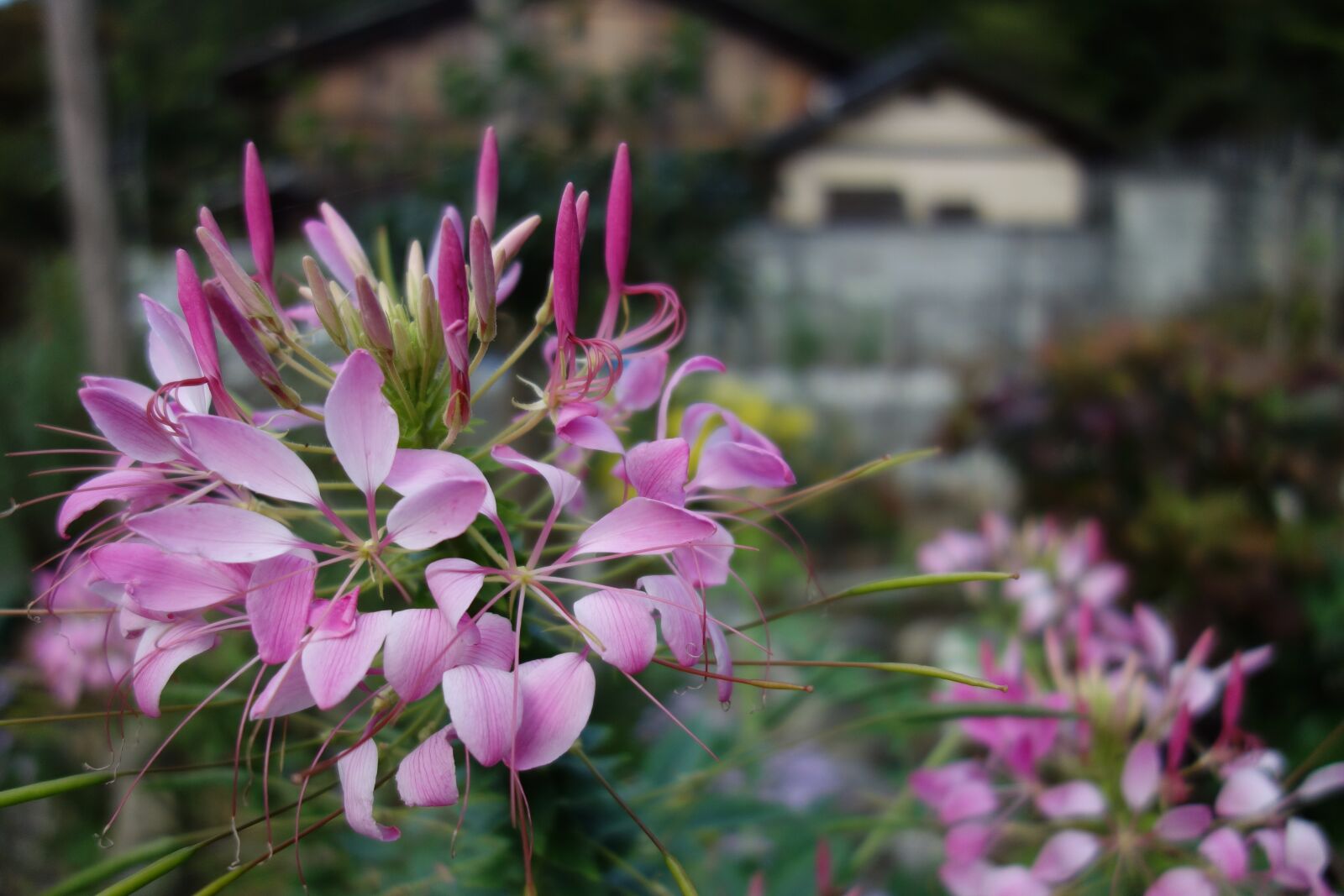 Sony Cyber-shot DSC-RX100 sample photo. Flowers, rosa, nature photography