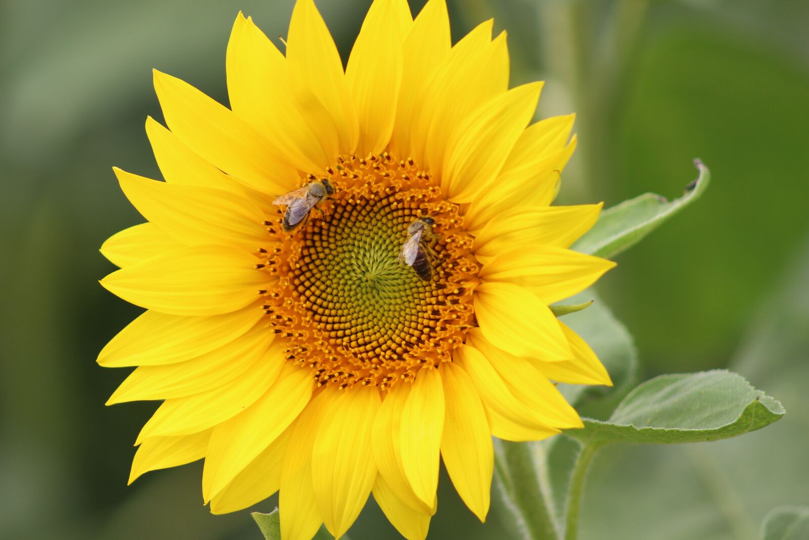 Canon EOS 100D (EOS Rebel SL1 / EOS Kiss X7) sample photo. Sunflower, yellow, bee photography