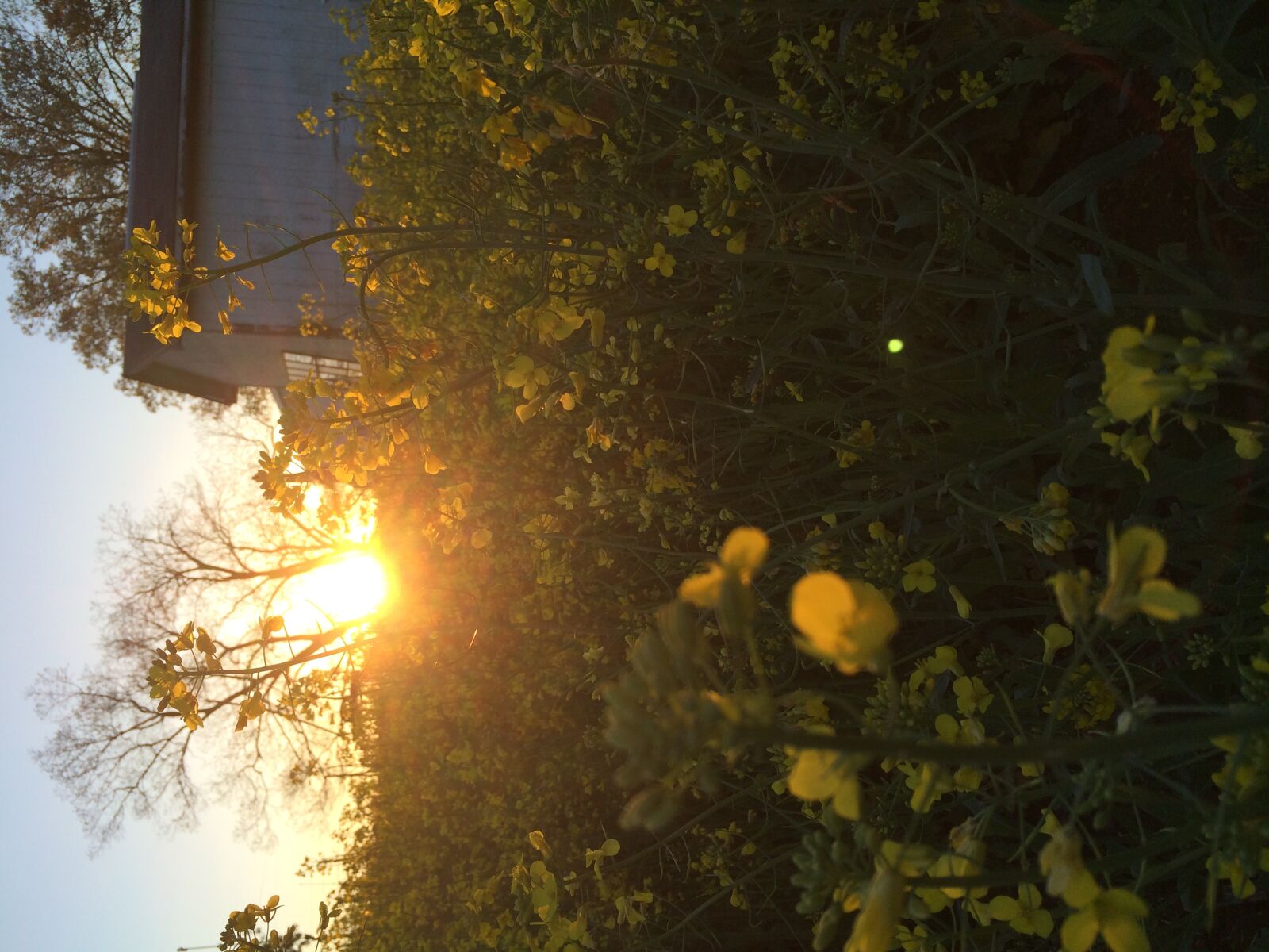 Apple iPhone 5s sample photo. Flowers, sunset photography