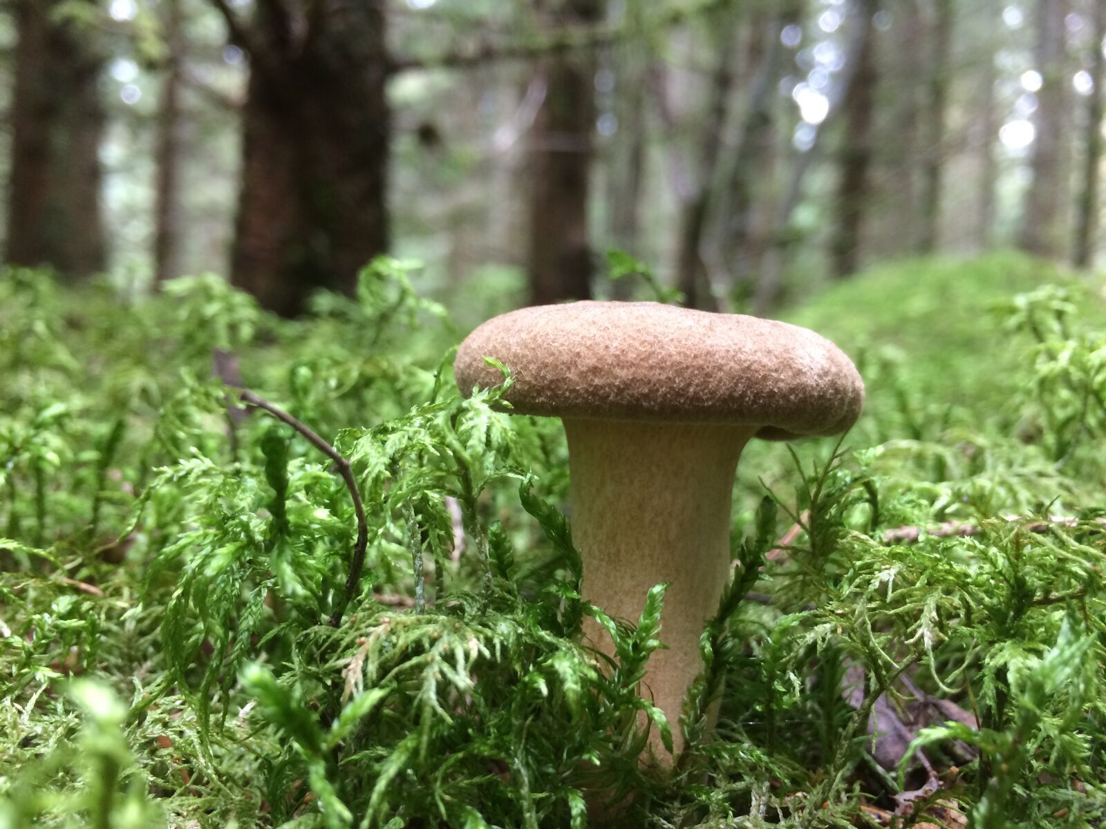 iPhone 5s back camera 4.15mm f/2.2 sample photo. Forest, autumn, mushroom photography