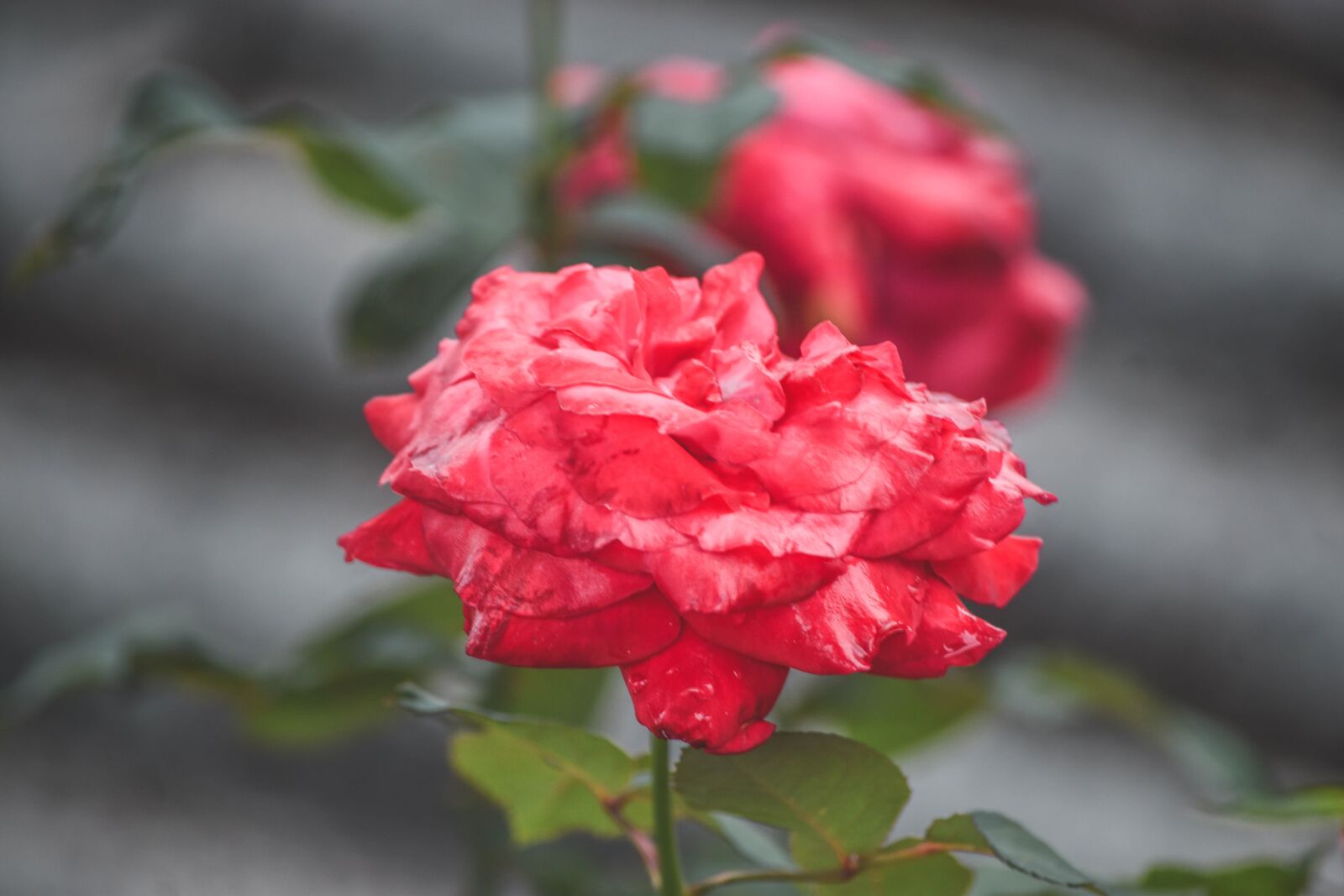 Nikon D5500 sample photo. Flowers, rose, background conditions photography