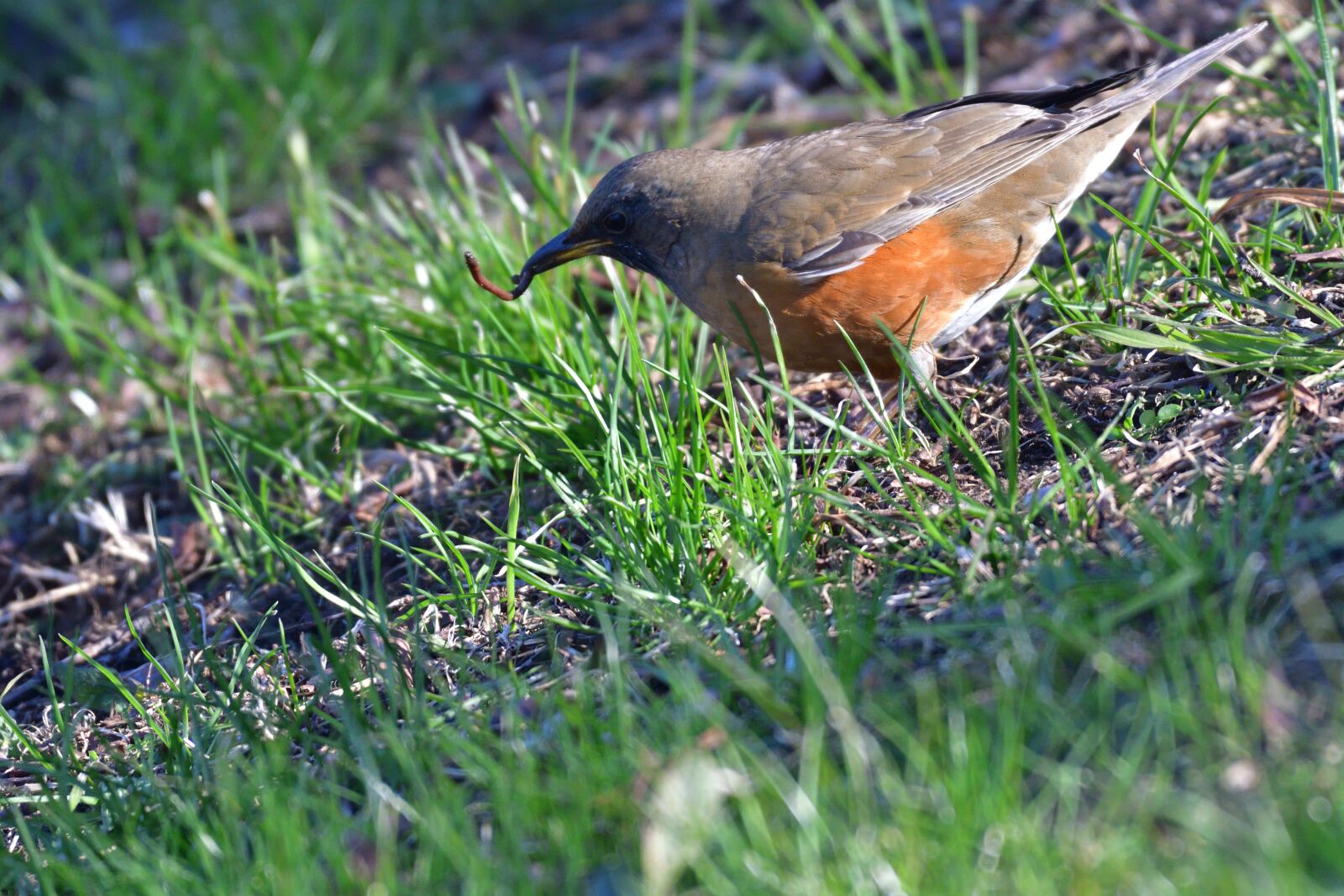 Nikon D500 sample photo. Natural, grass, bird photography