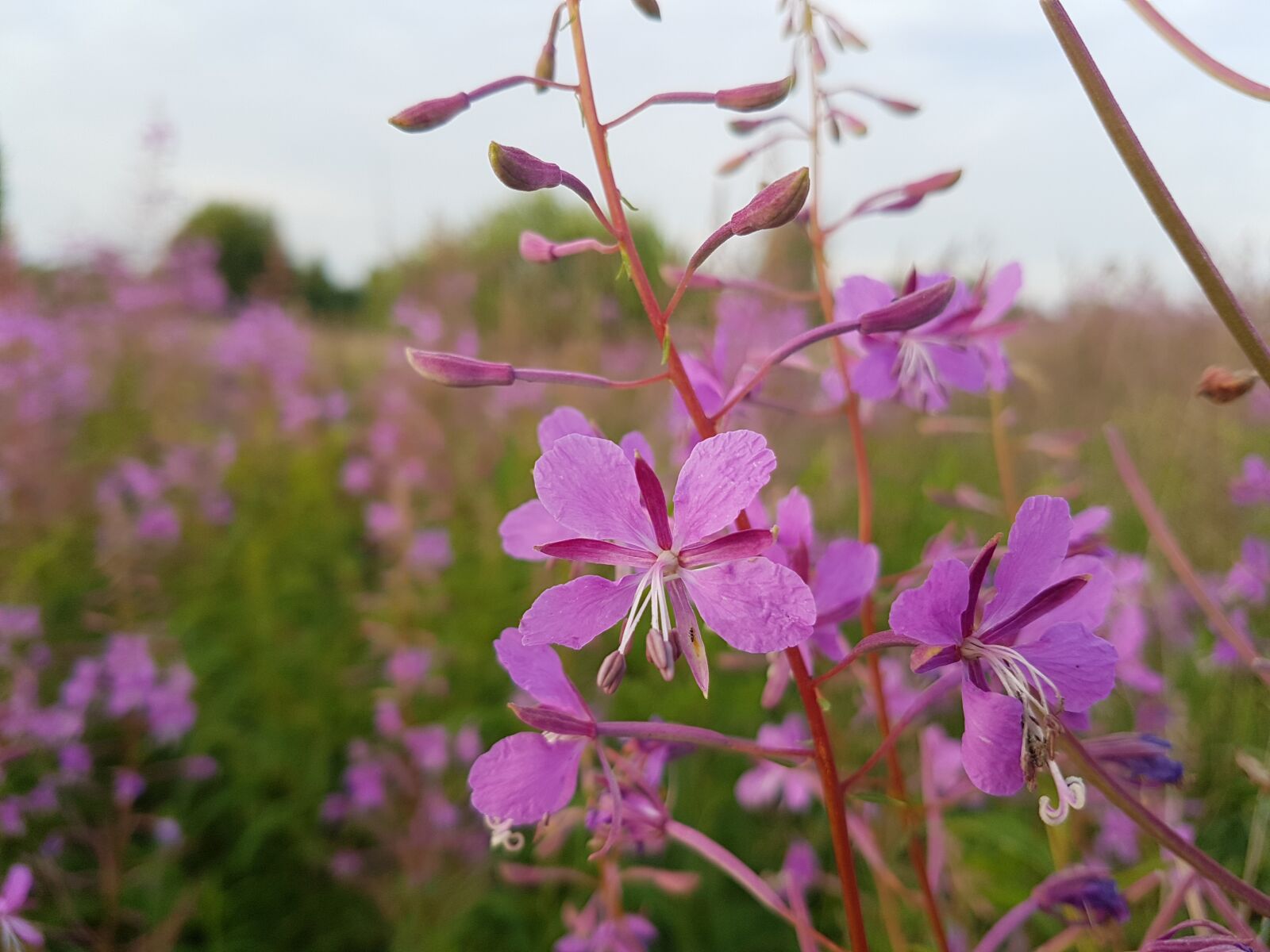 Samsung Galaxy S7 Edge sample photo. Blooming sally, nature, plants photography