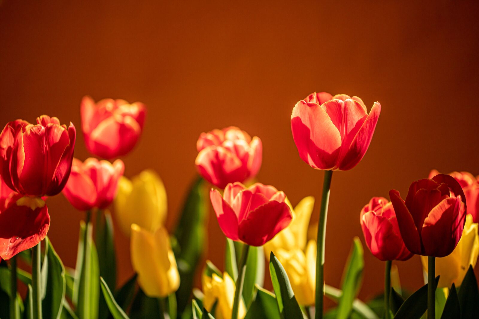 Canon EOS 6D Mark II sample photo. Tulips, flowers, garden photography