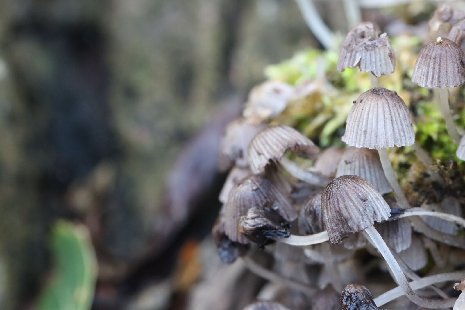 Canon EOS 90D sample photo. Mushrooms, wild mushrooms, sponge photography