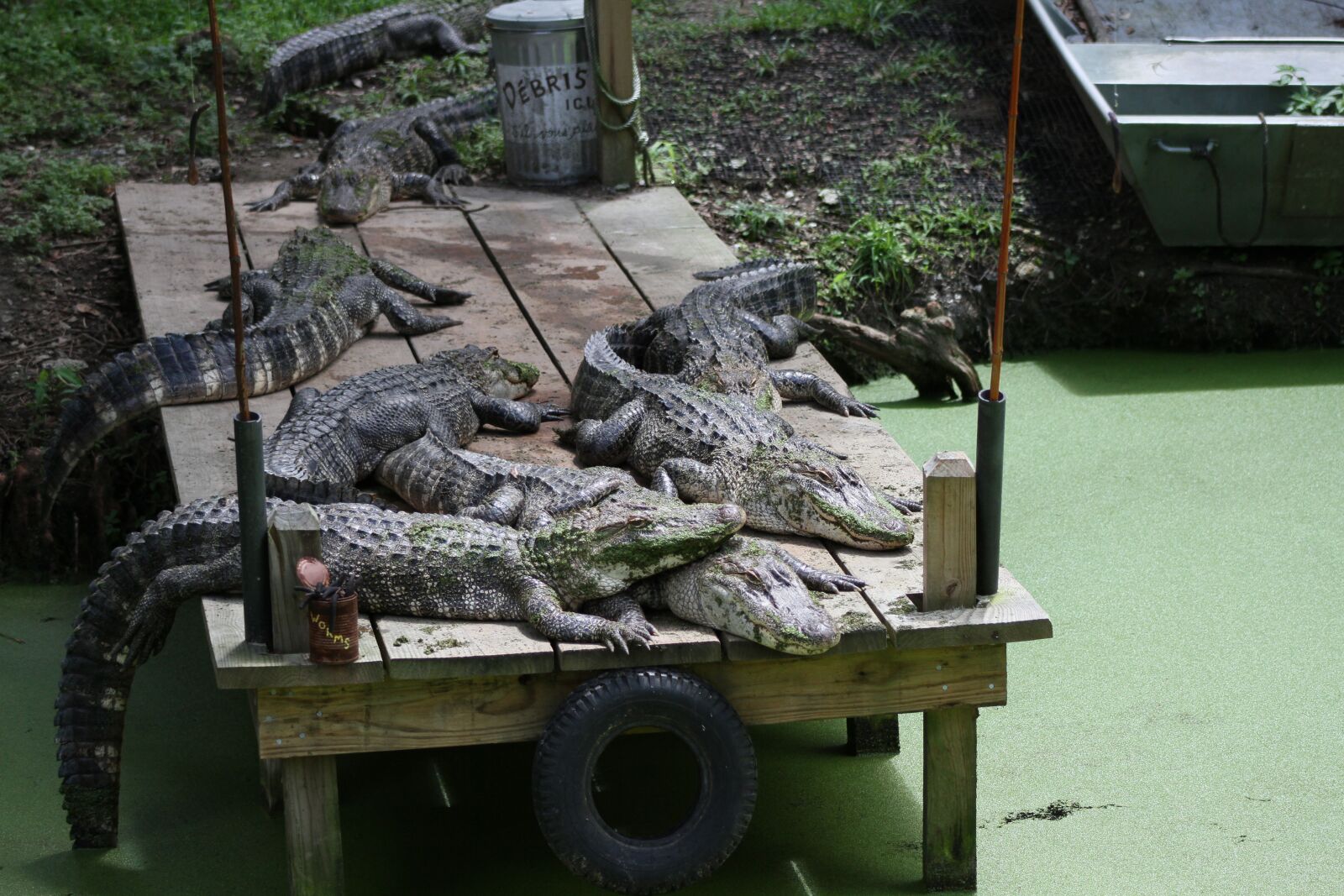 Canon EOS 7D sample photo. Crocodile, dock, lazy photography