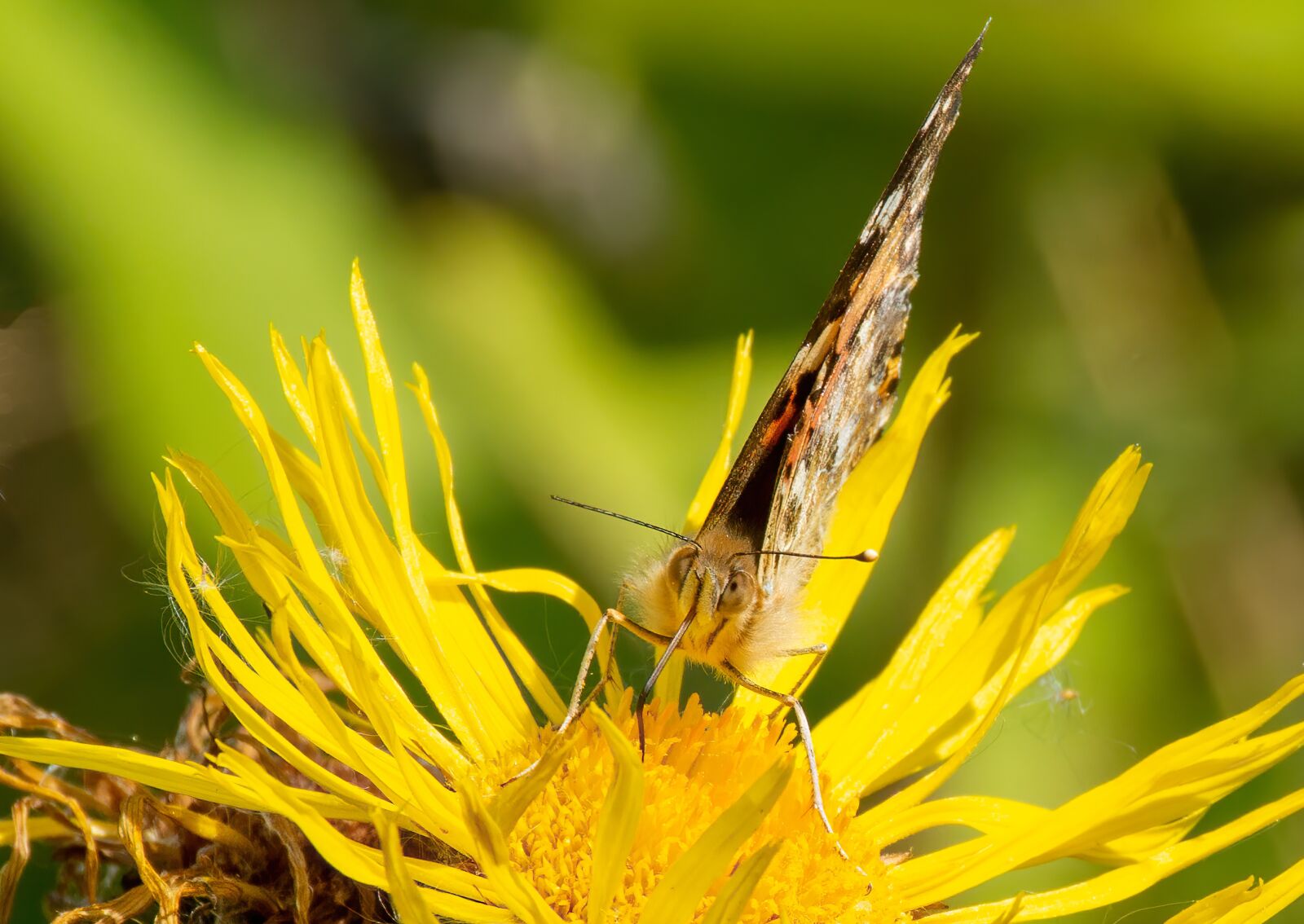 Nikon D7100 sample photo. Butterfly, flower, insect photography