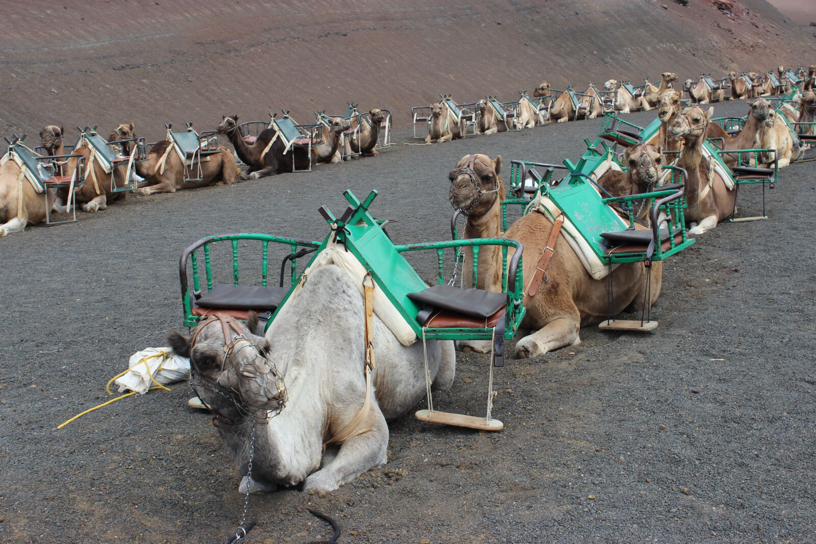 Canon EOS 600D (Rebel EOS T3i / EOS Kiss X5) sample photo. Camel, train, camels, canary photography