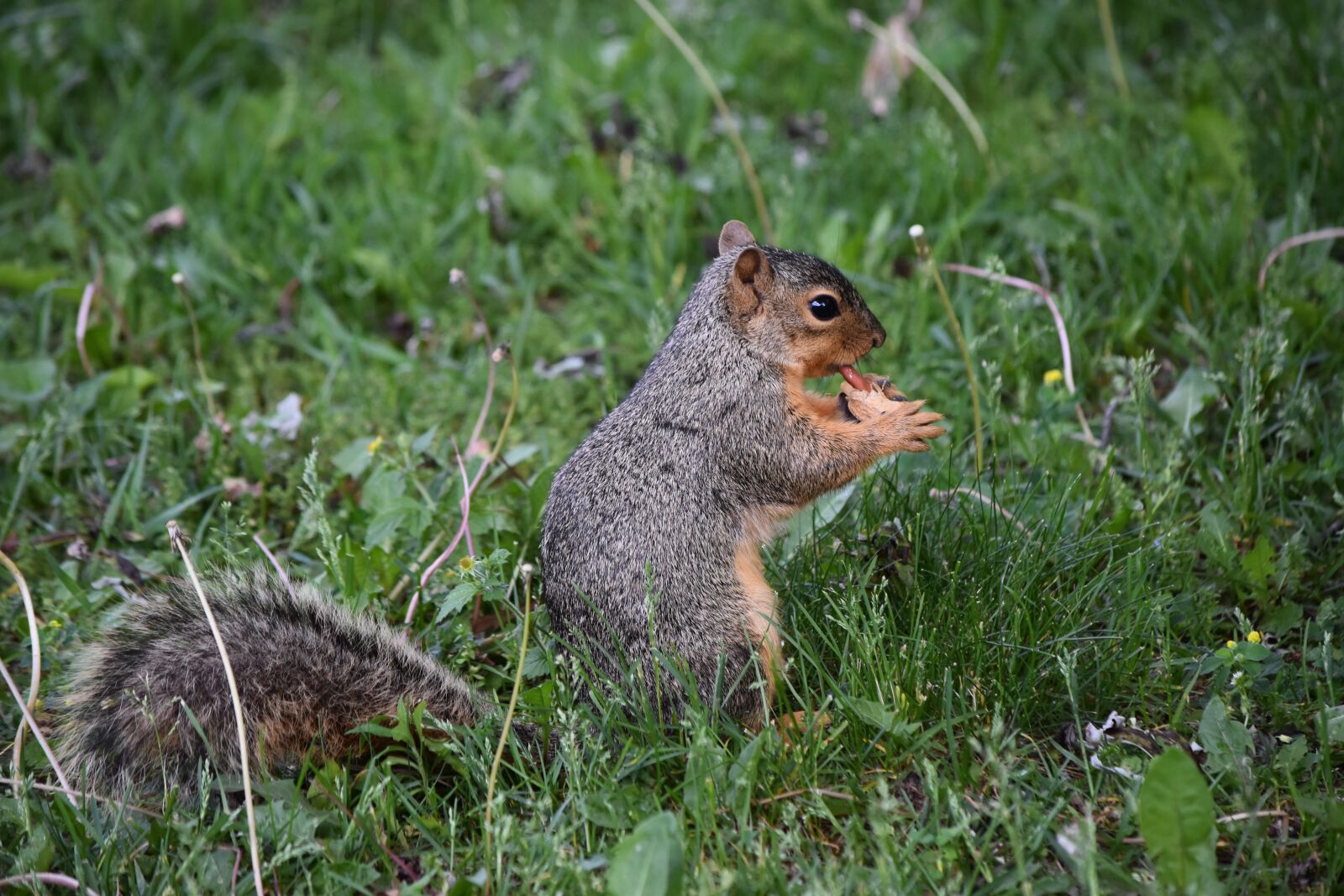 Nikon D5500 sample photo. Squirrel, peanut, wildlife photography