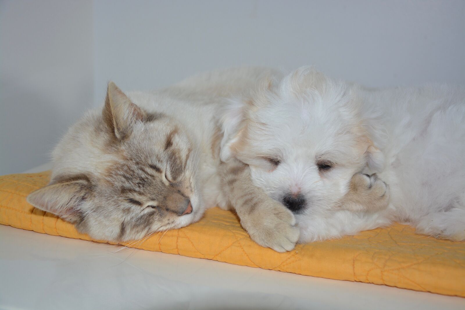 Nikon D5200 sample photo. Cat, dog, nap photography
