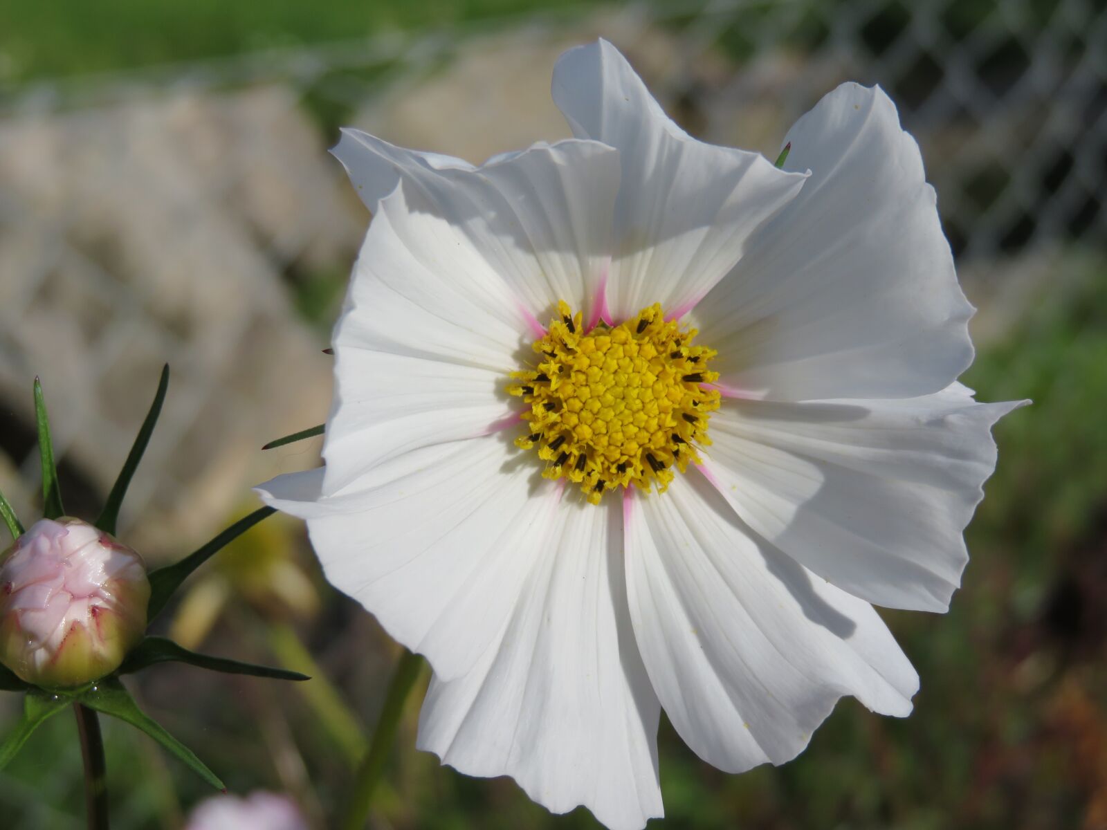 Canon PowerShot SX710 HS sample photo. Switzerland, flowers, done photography
