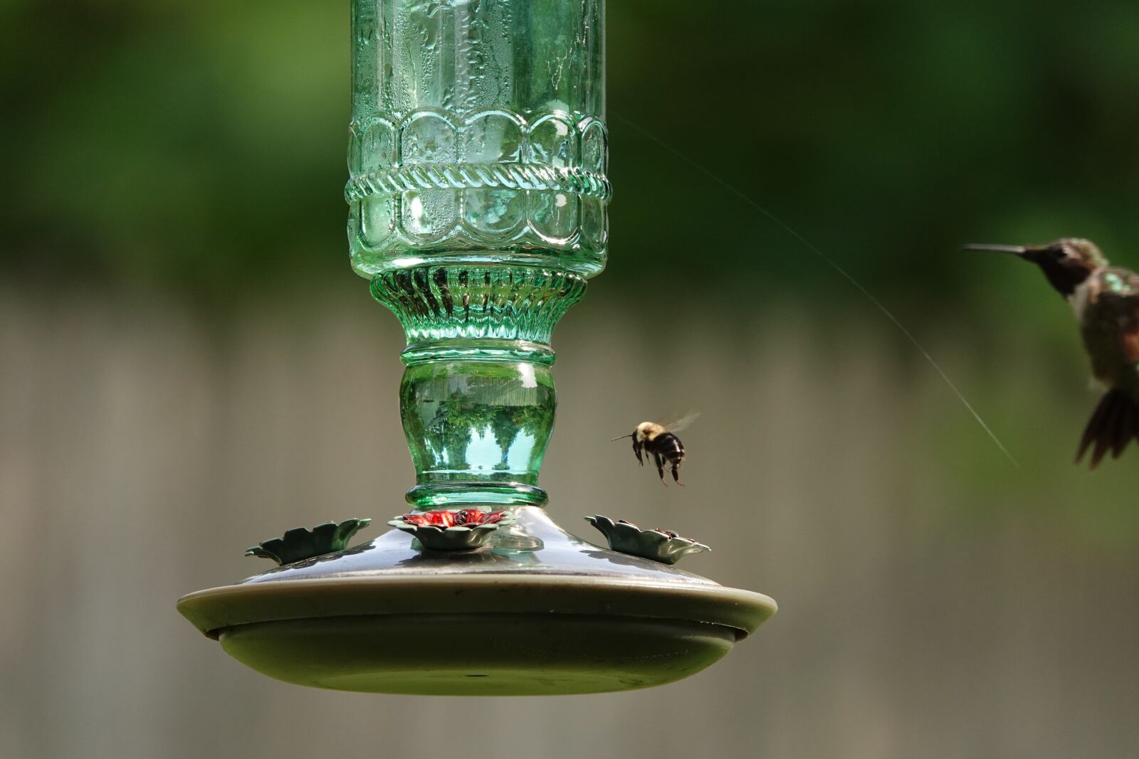 Sony Cyber-shot DSC-RX10 IV sample photo. Hummingbird, bumblebee, nature photography