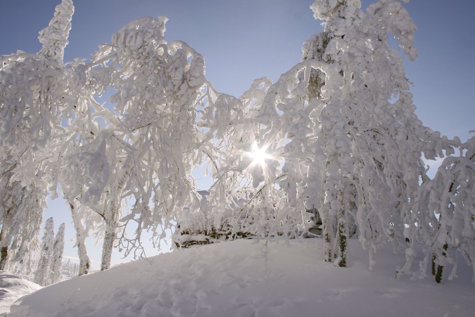 Canon EOS 50D sample photo. Bavarian forest, winter, backlighting photography