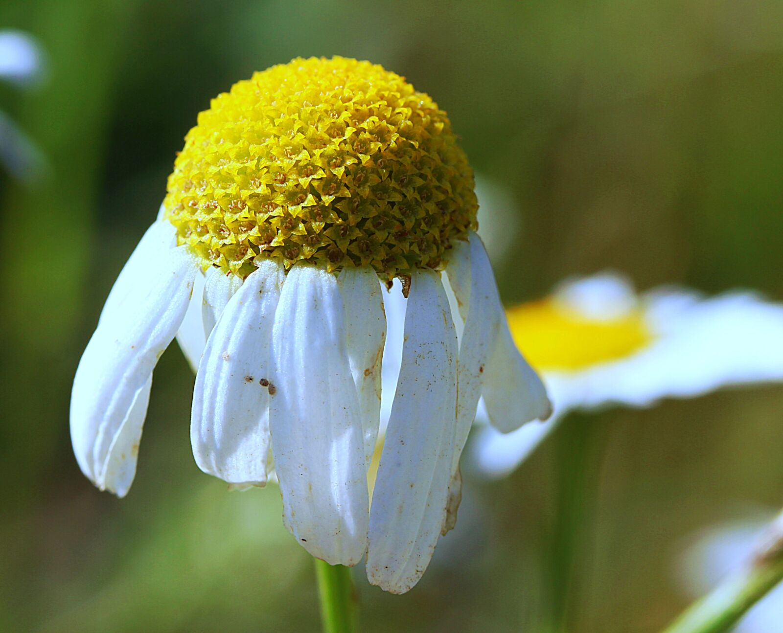 Canon EF-S 60mm F2.8 Macro USM sample photo. Chamomile, flowers, meadow photography