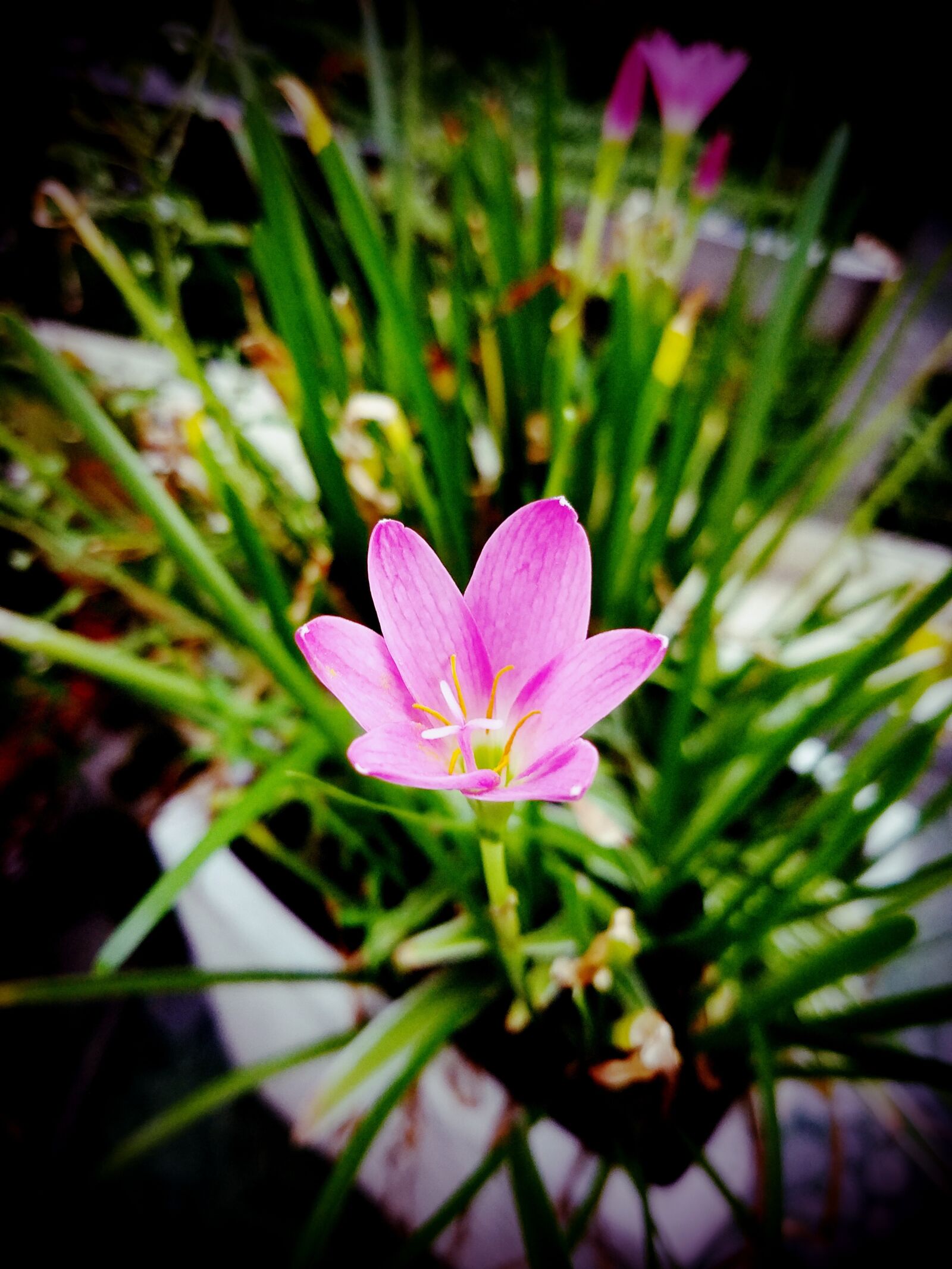 Samsung Galaxy S7 sample photo. Flower, pink, colorful photography