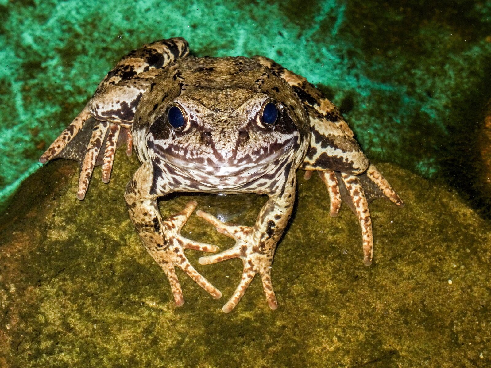Sony DSC-HX50 sample photo. The frog, water, pond photography