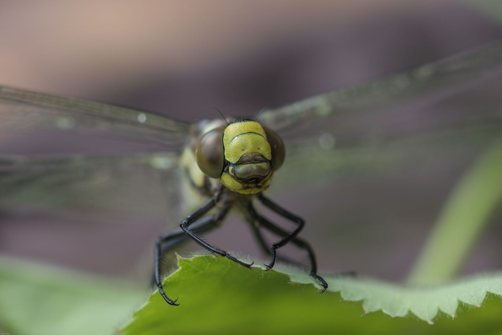 Canon EOS 7D Mark II sample photo. Dragonfly, hawker, flight insect photography