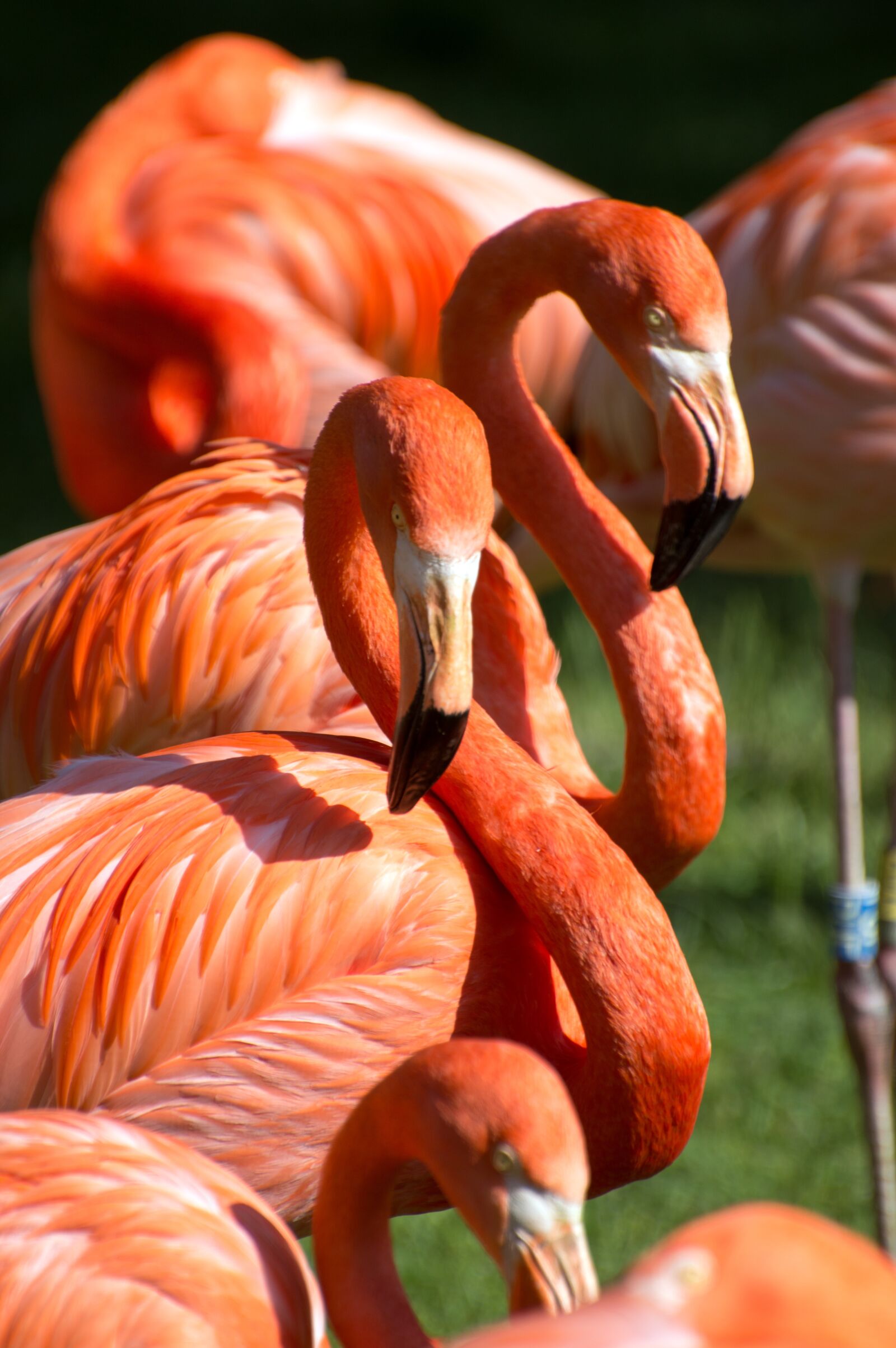 Nikon D3200 sample photo. Flamingos, orange, red photography