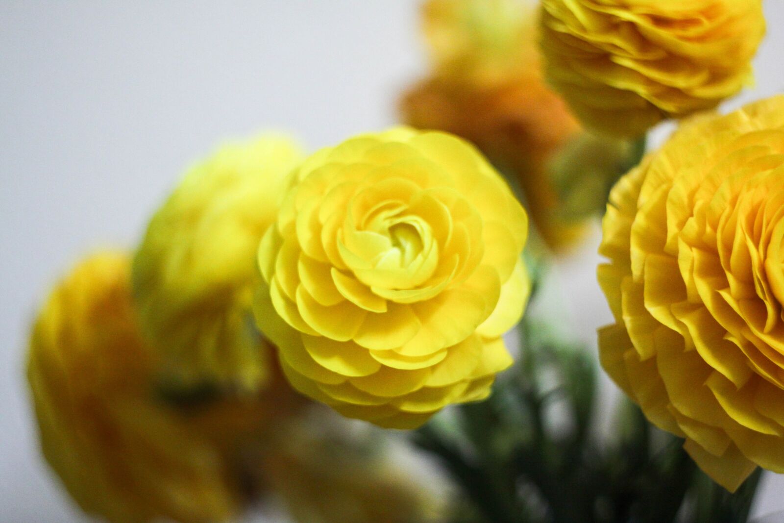 Canon EOS 50D sample photo. Rananculus, nature, plant photography