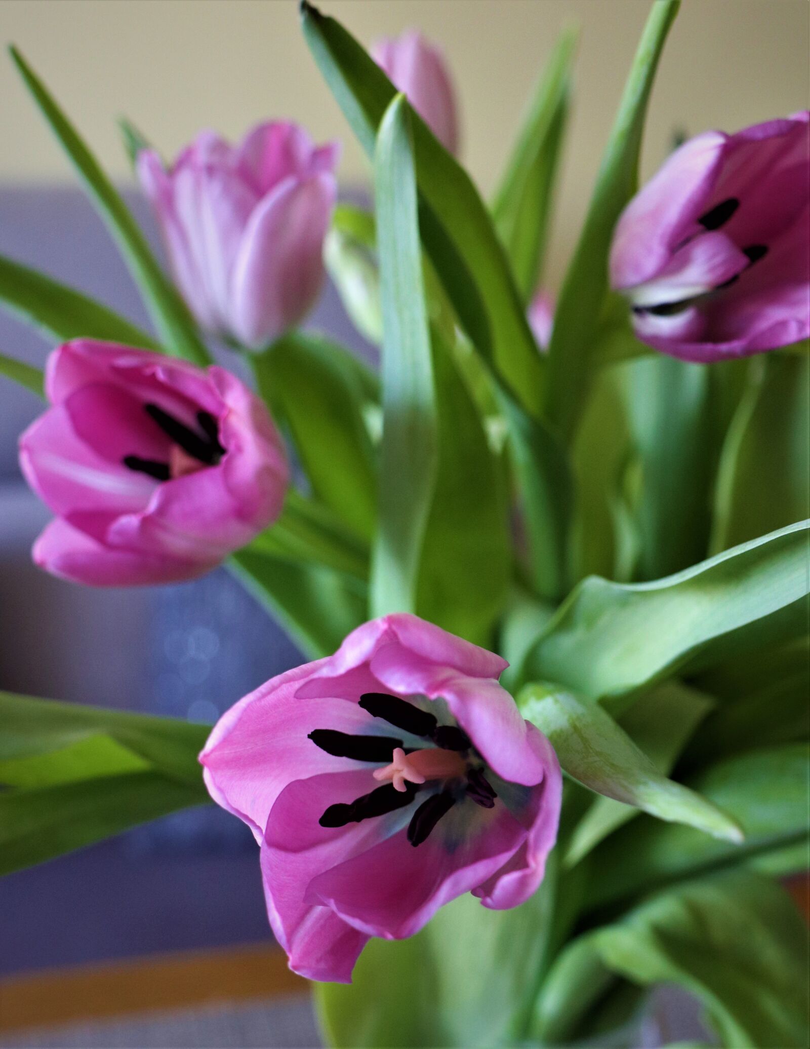 Canon EOS M6 sample photo. Spring, holidays, bouquet photography