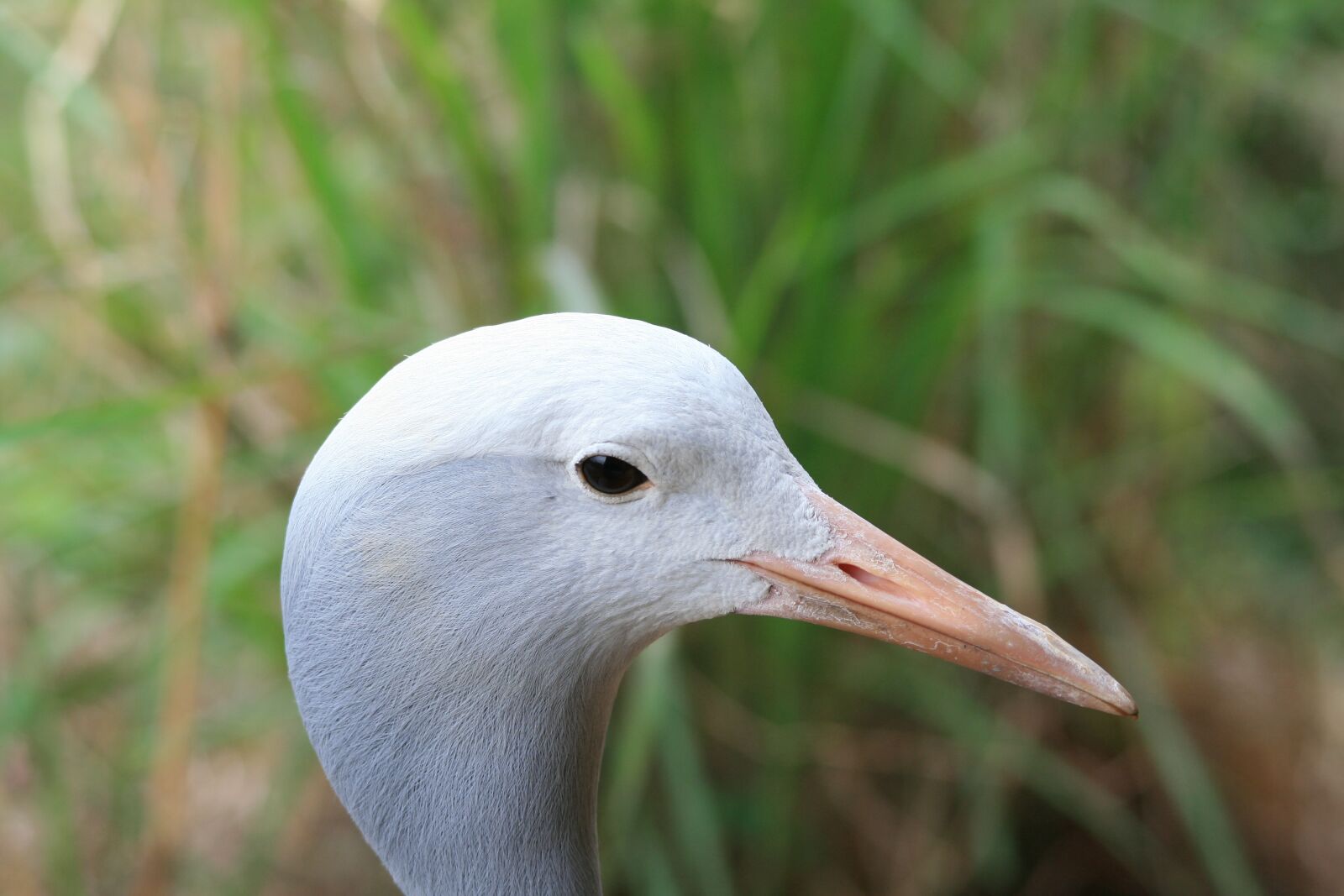 Canon EOS 400D (EOS Digital Rebel XTi / EOS Kiss Digital X) sample photo. Blue crane, head, face photography