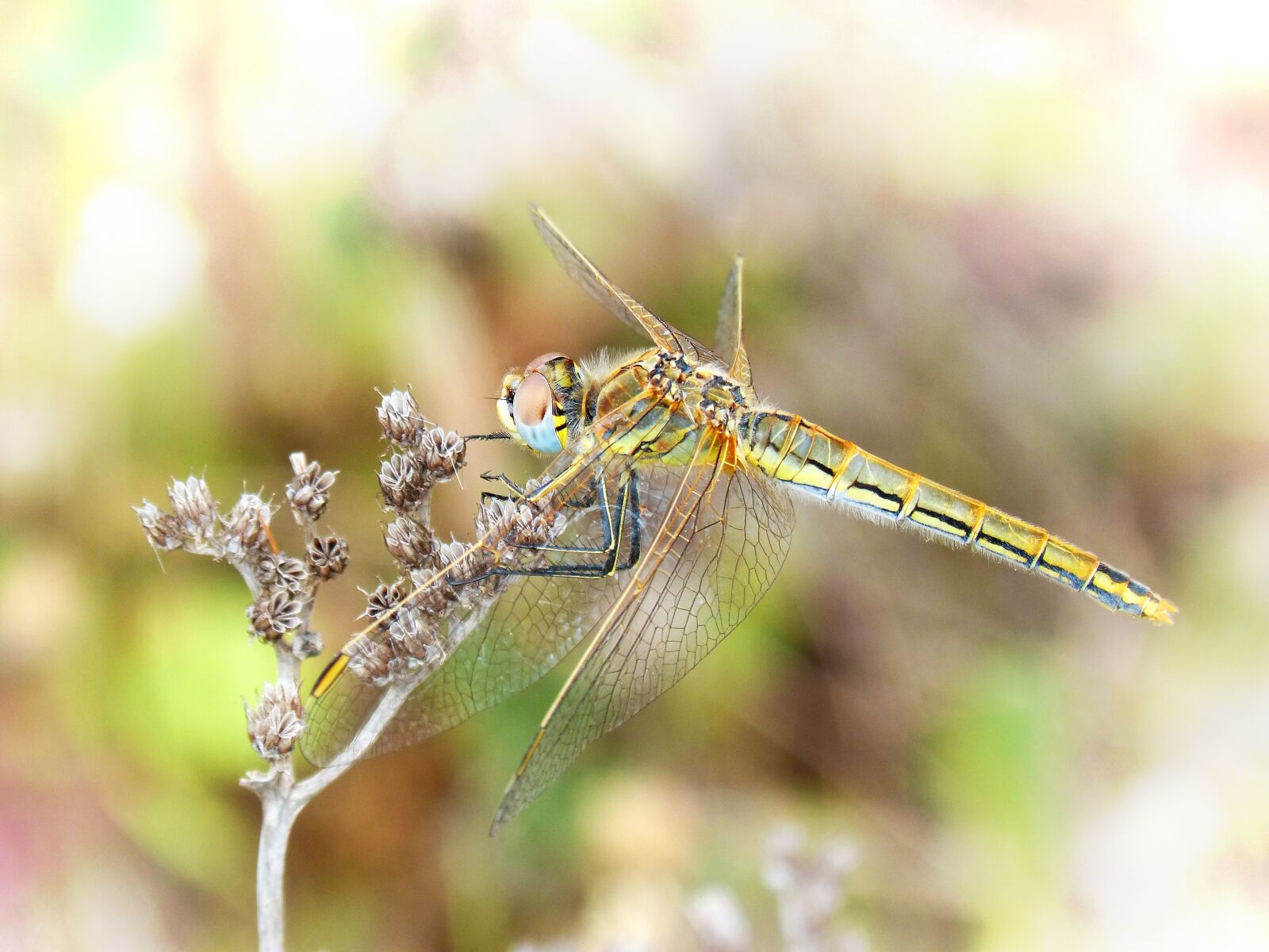 Panasonic DMC-FZ62 sample photo. Dragonfly, yellow dragonfly, detail photography
