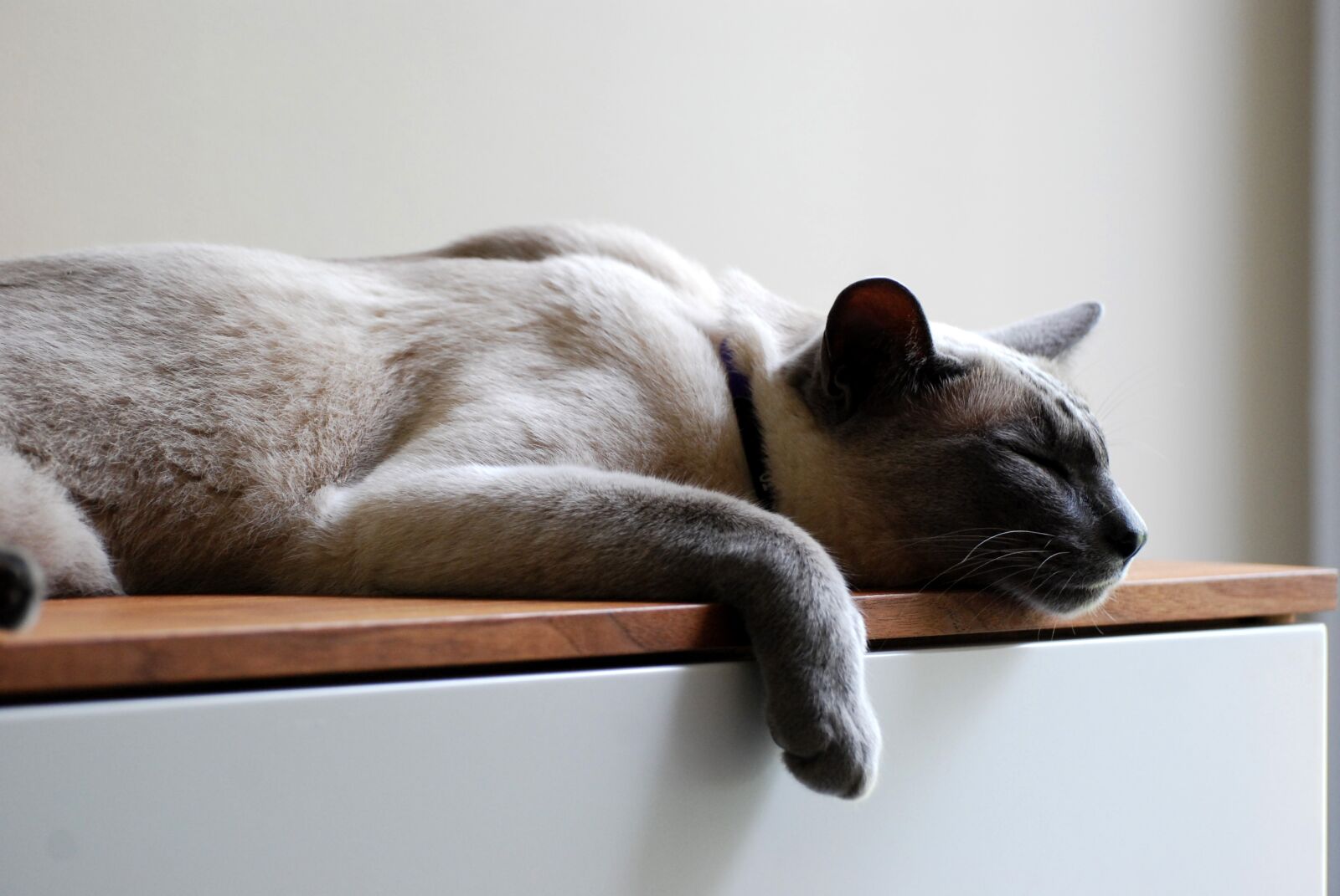 Nikon D40X sample photo. Cat, pets, siamese photography