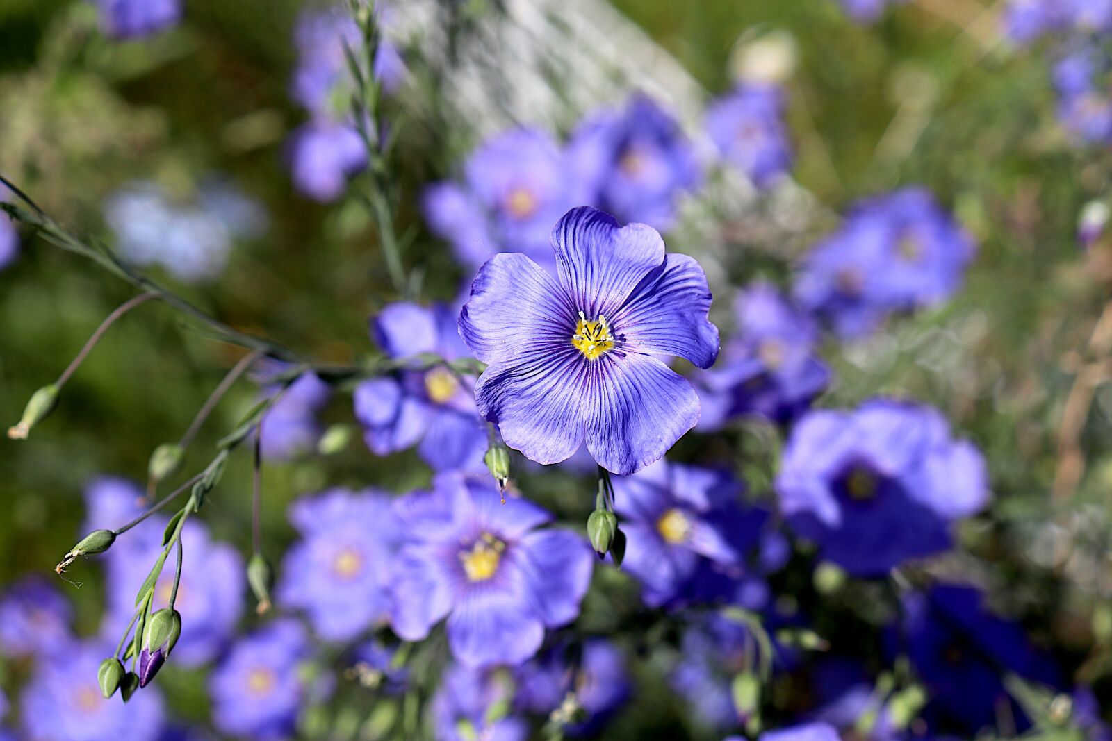 Canon EOS 800D (EOS Rebel T7i / EOS Kiss X9i) sample photo. Flax perennial, flowers, plants photography