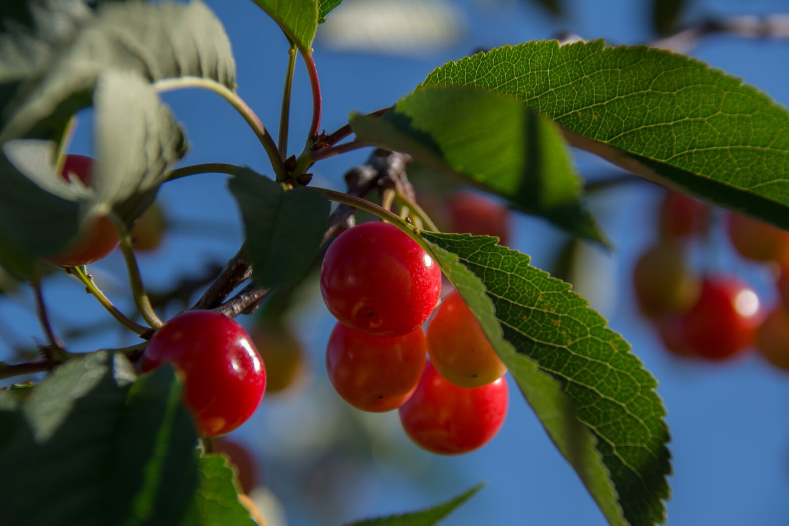 Nikon D5200 sample photo. Cherries, branch, cherry photography