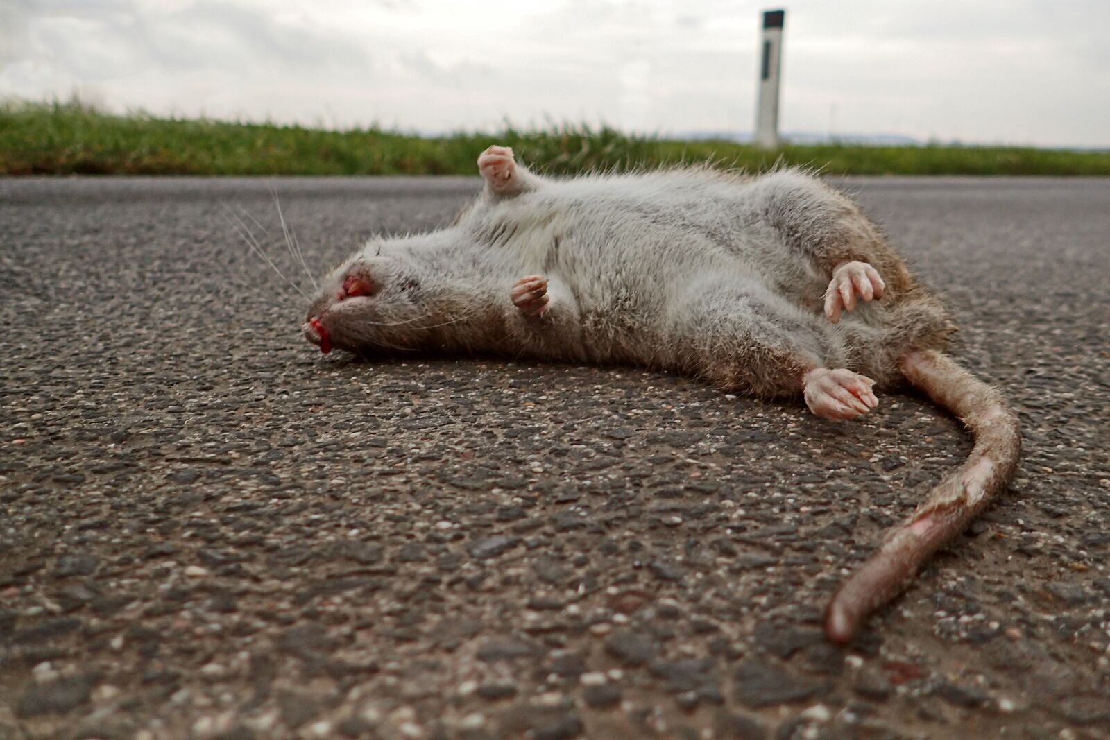 Olympus TG-3 sample photo. Rat, die, mammal photography