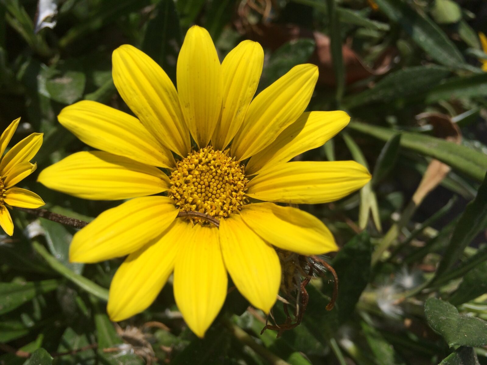 iPhone 5s back camera 4.15mm f/2.2 sample photo. Flower, yellow flower, orange photography