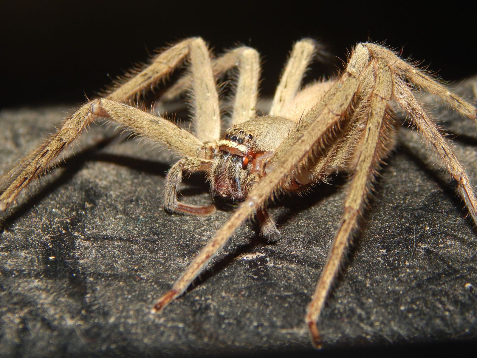 Nikon Coolpix L820 sample photo. Big spider, spider, hairy photography