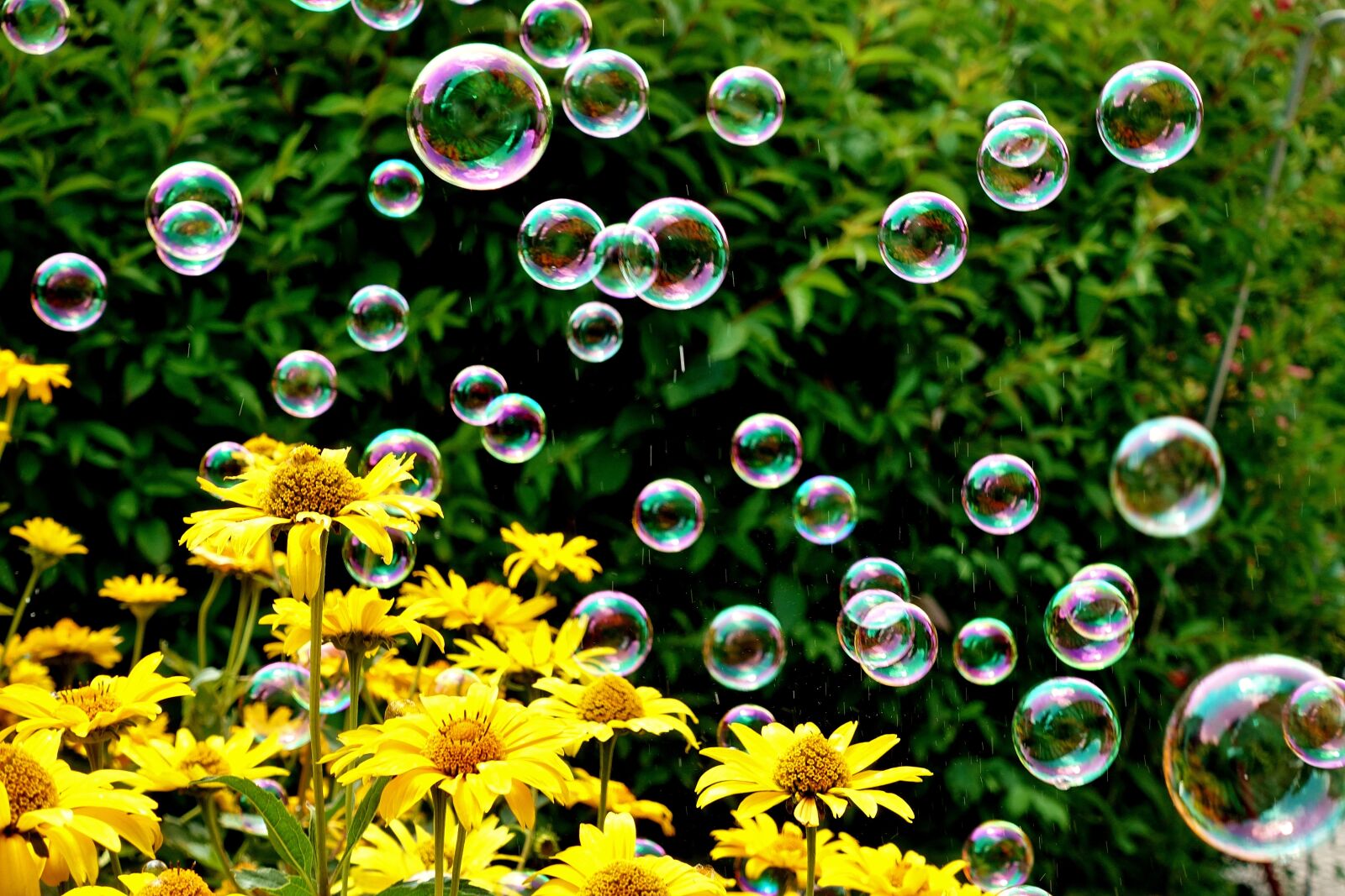 Sony DSC-RX100M5 sample photo. Soap bubbles, colorful, flowers photography
