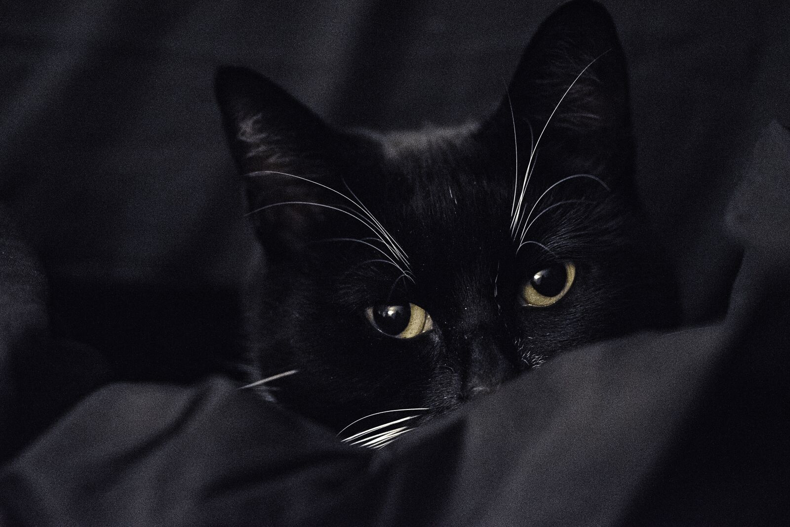 Nikon D3300 sample photo. Black-and-white cat, bicolor cat photography